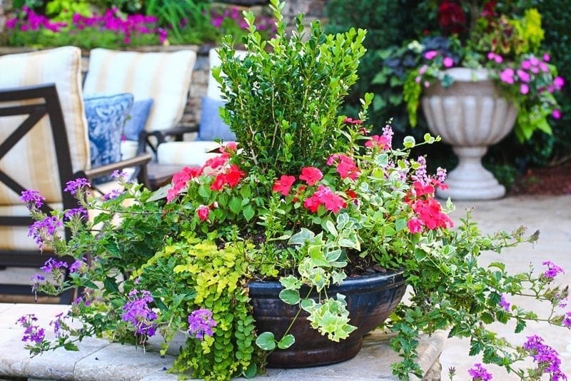 Top tips for Wave Petunias and petunia trailing bluegraygal