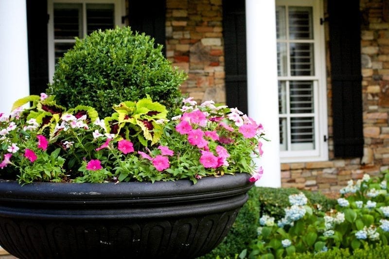 Top tips for Wave Petunias and petunia trailing bluegraygal