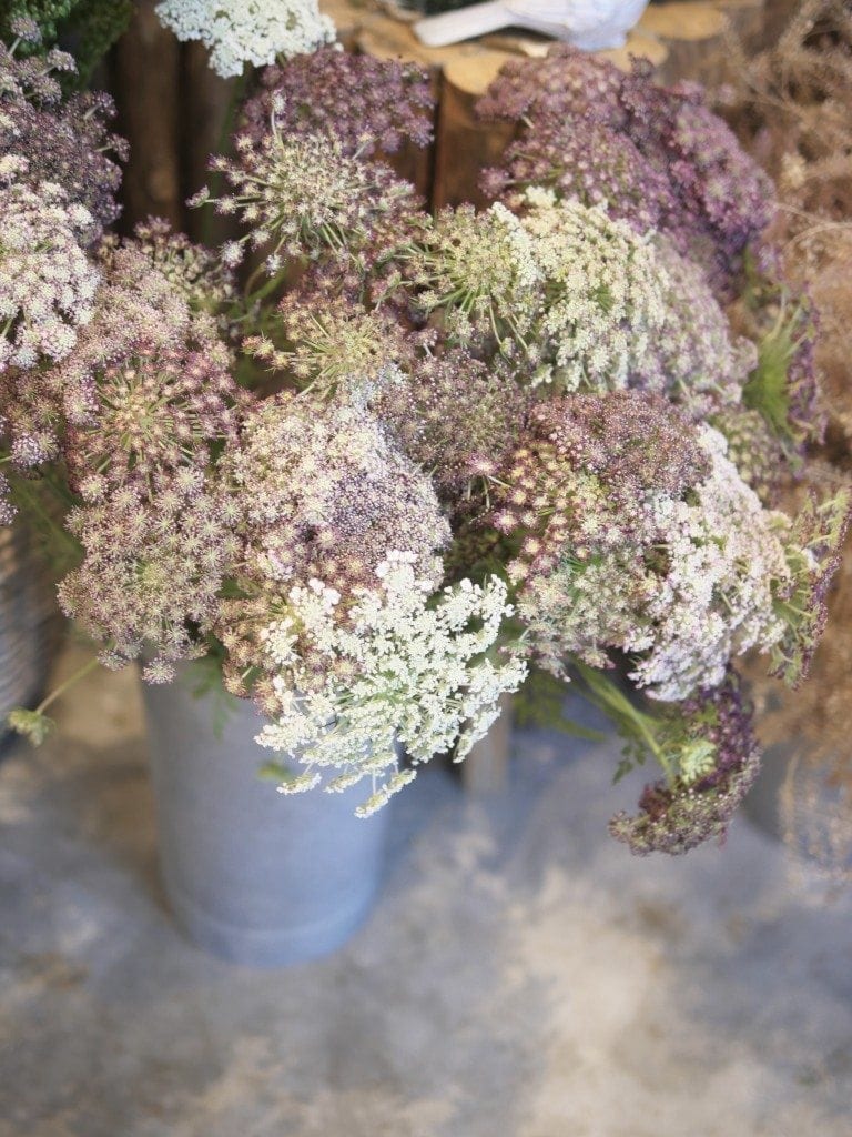 Purple and white Flowers.