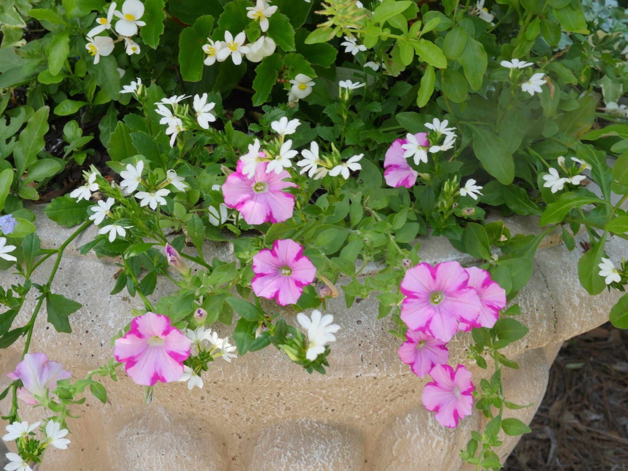 Dead heading petunias the correct way is crucial. This video shows you how to dead head in two easy steps.