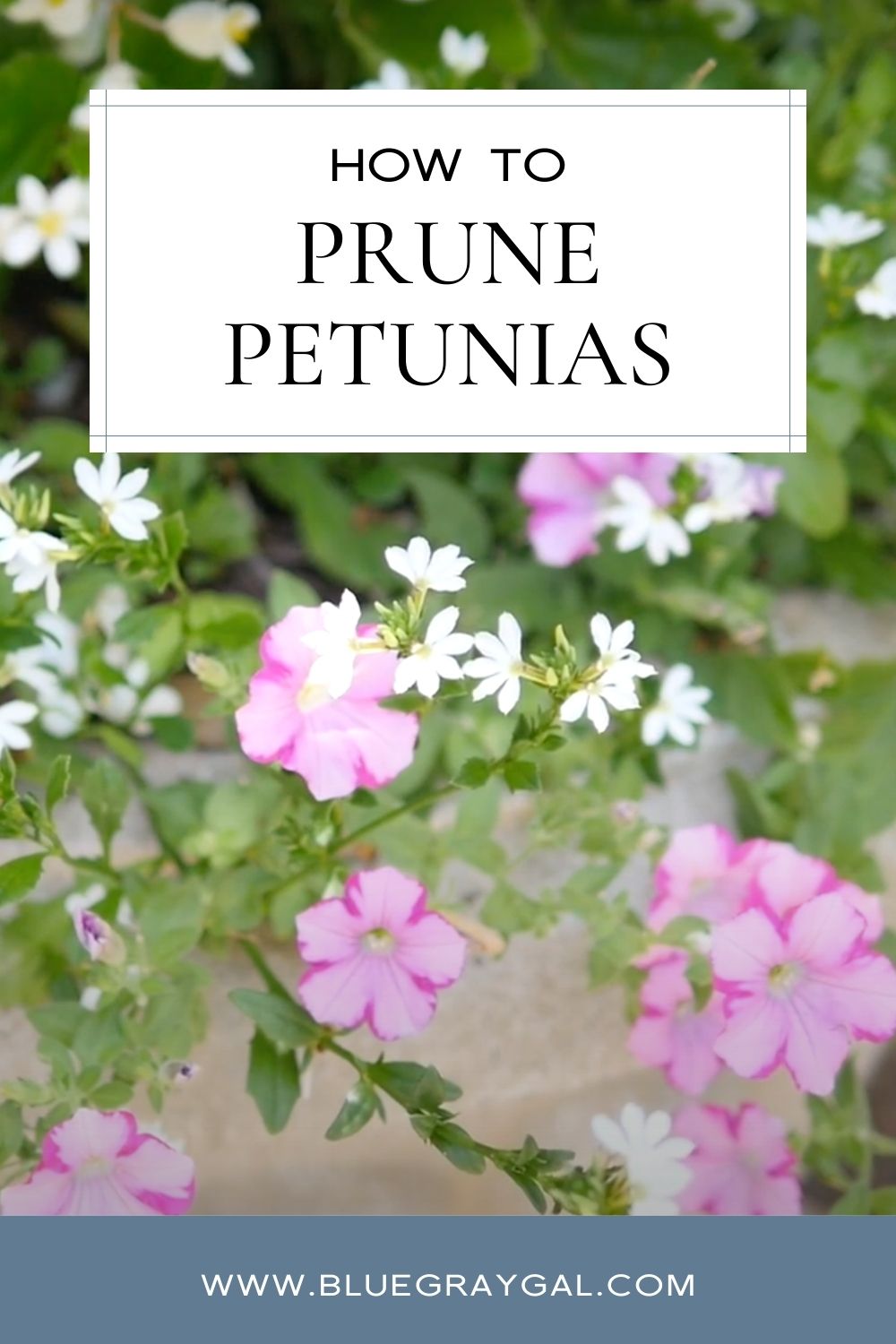 Summer petunias wilting? Here are easy tips to show you how to properly prune petunias to keep your container gardens or summer flowers blooming!