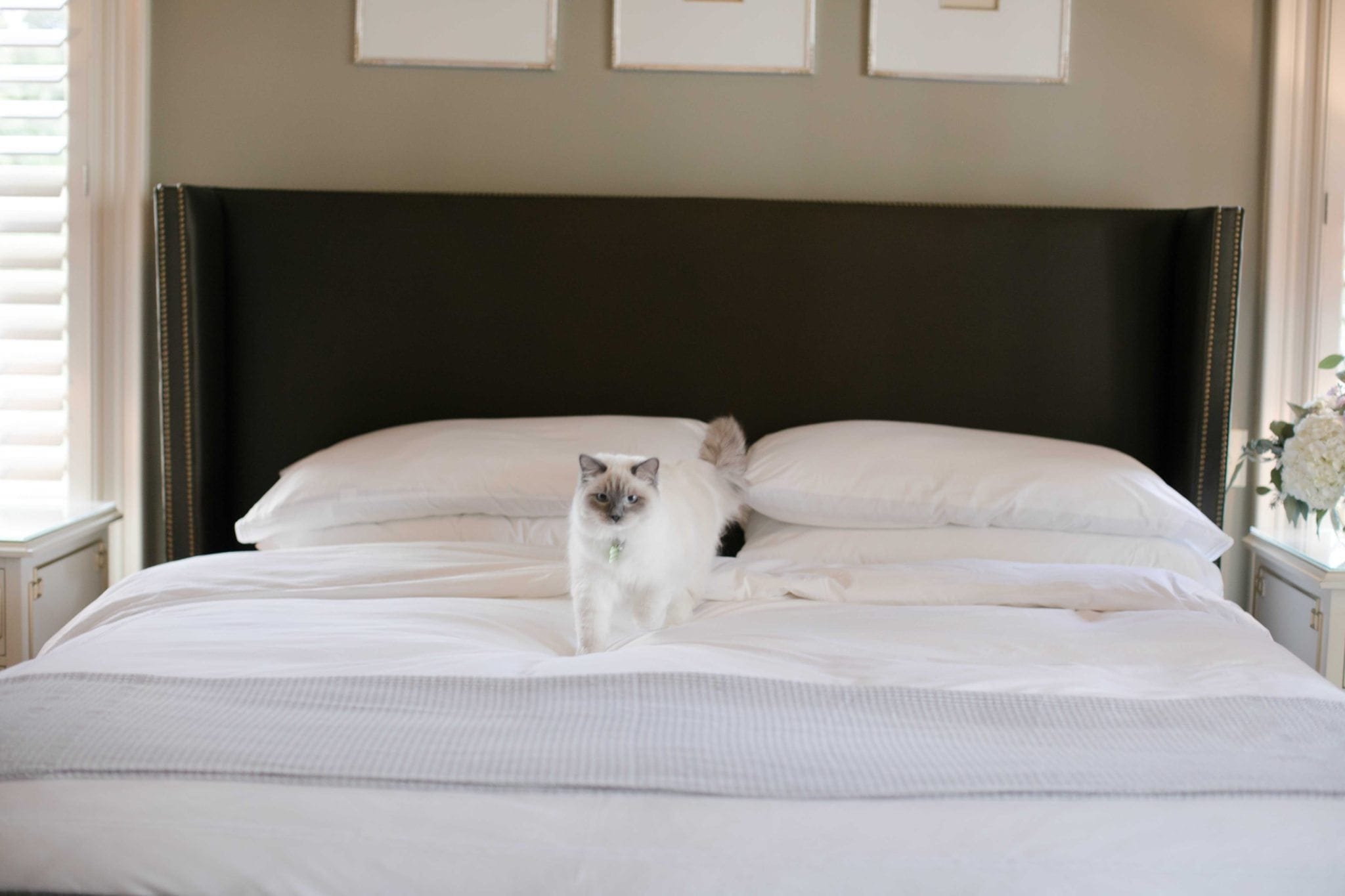 kitten walking on luxury hotels sheets with white bedding and gray throw blanket