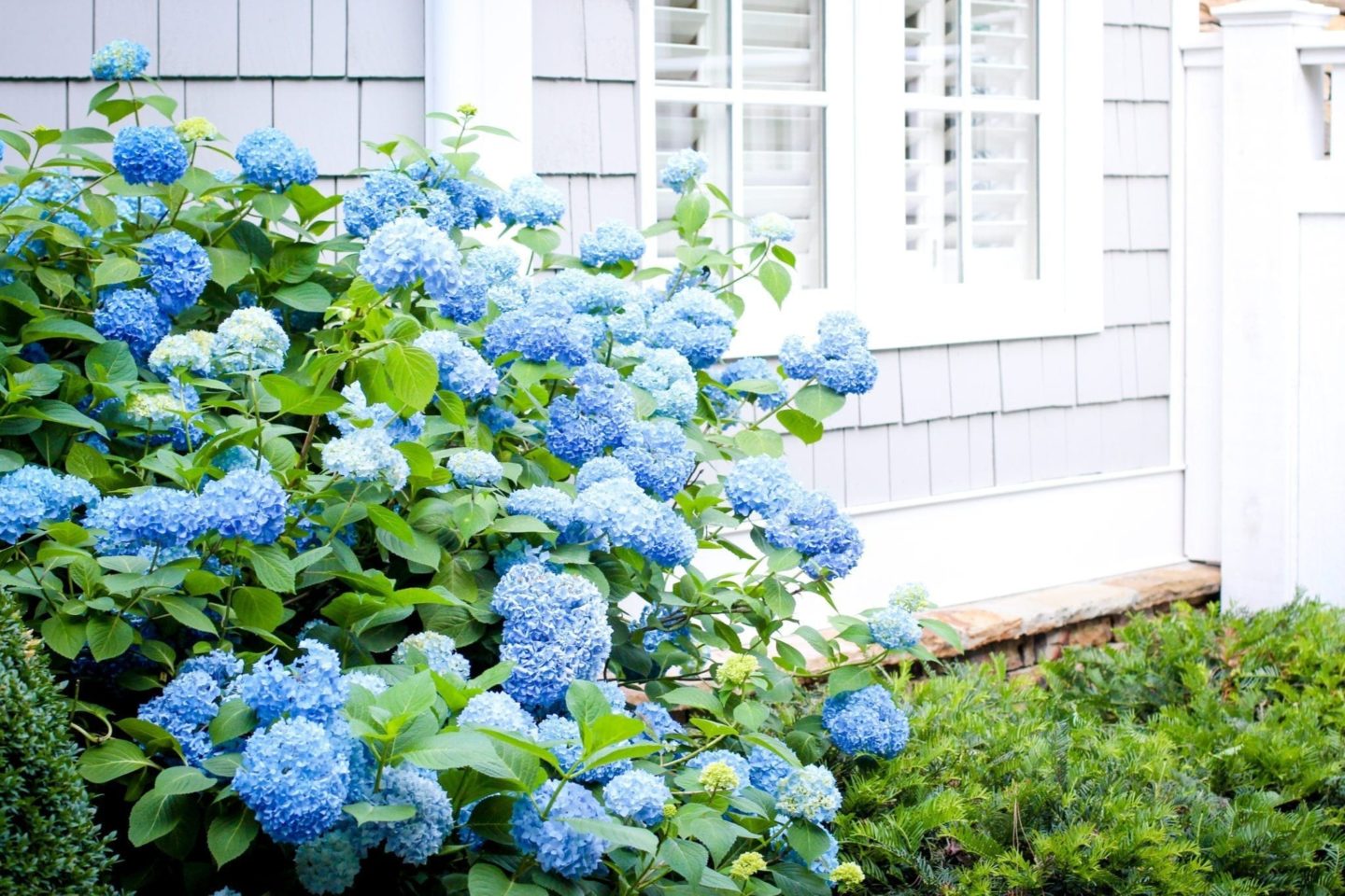 How to use hydrangeas in your garden and in landscape design.