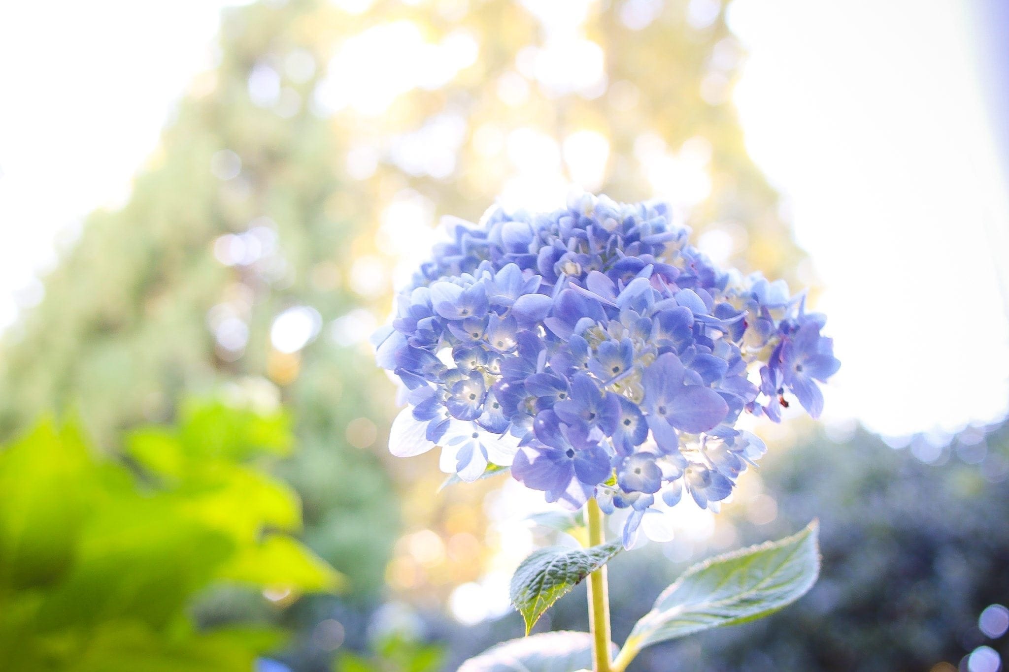Endless Summer blue hydrangea blooms.