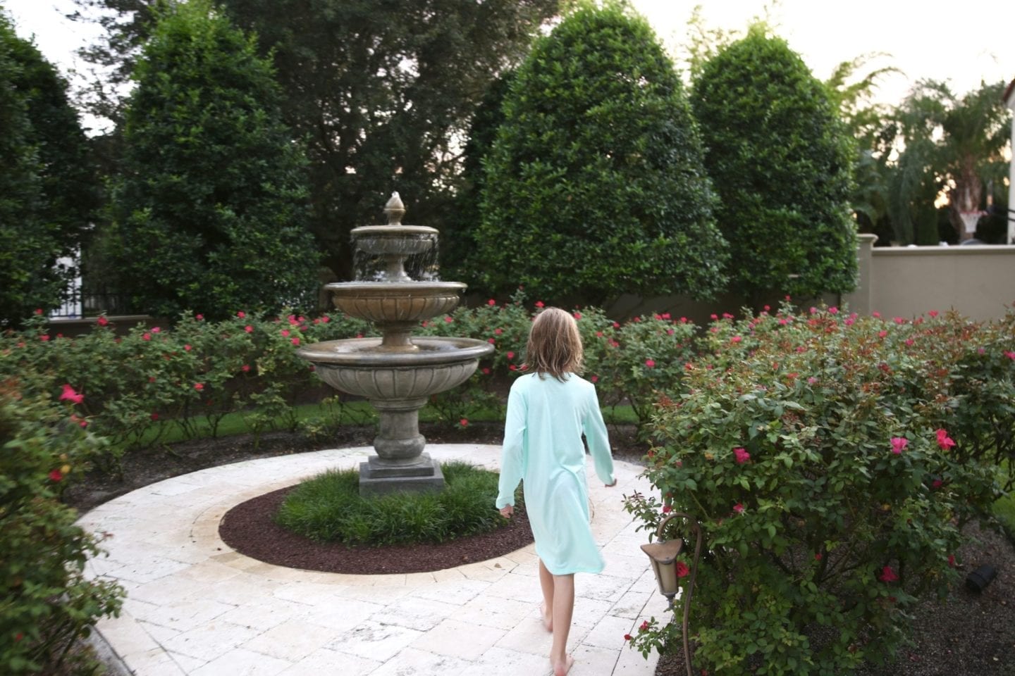 Shrub border of knockout roses.