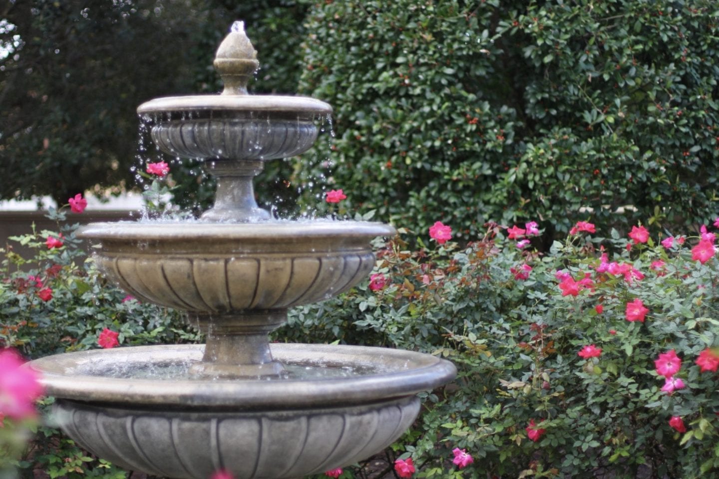 Backyard Water Features with red roses.