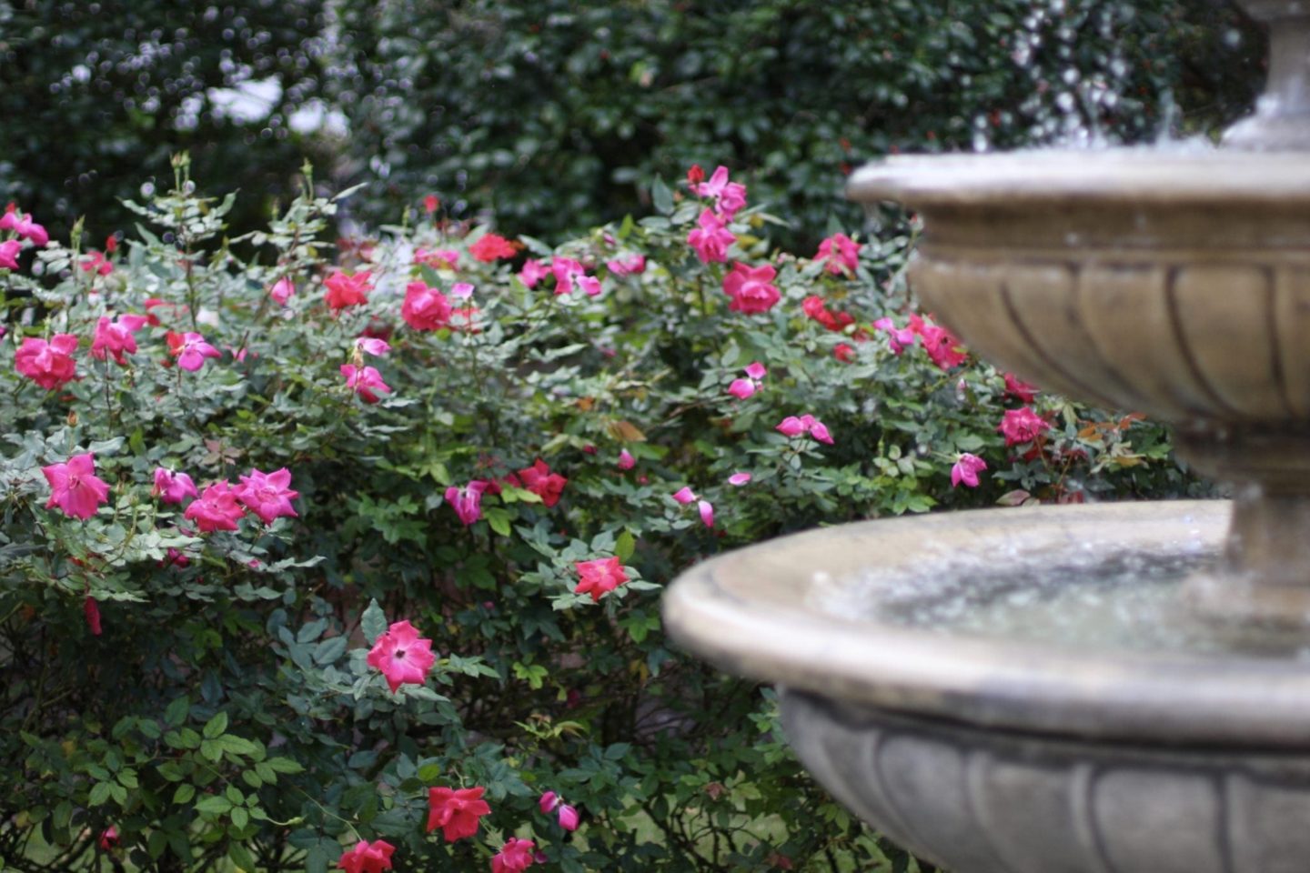 Knockout Roses around water fountain.