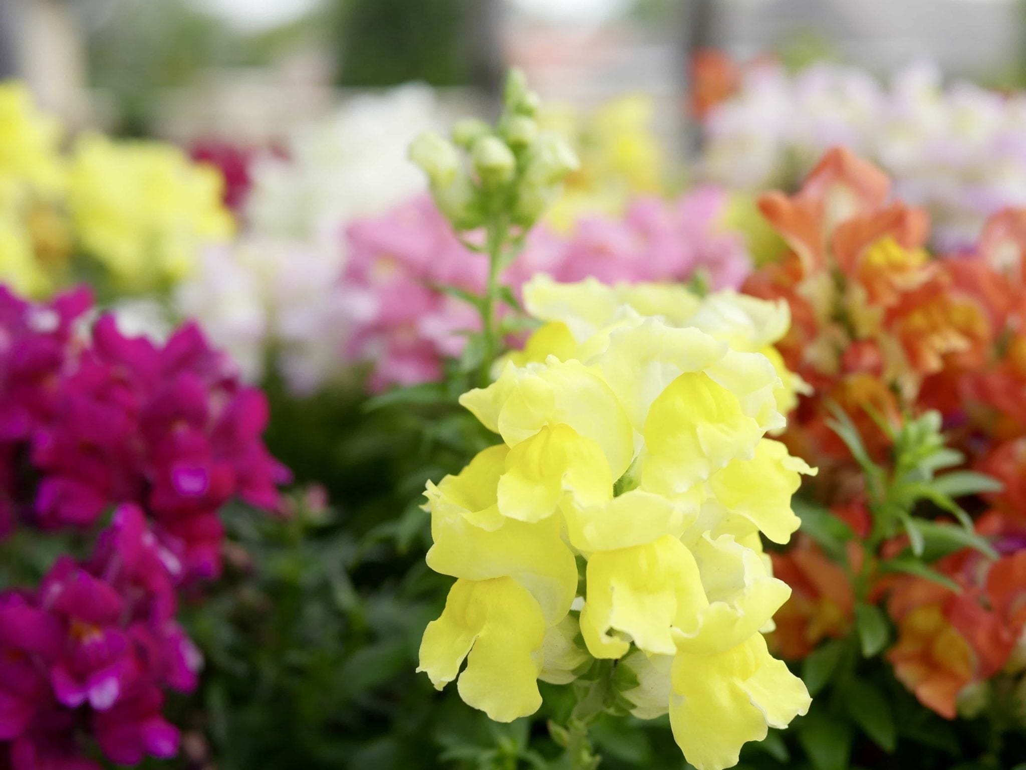 snapdragon a30s