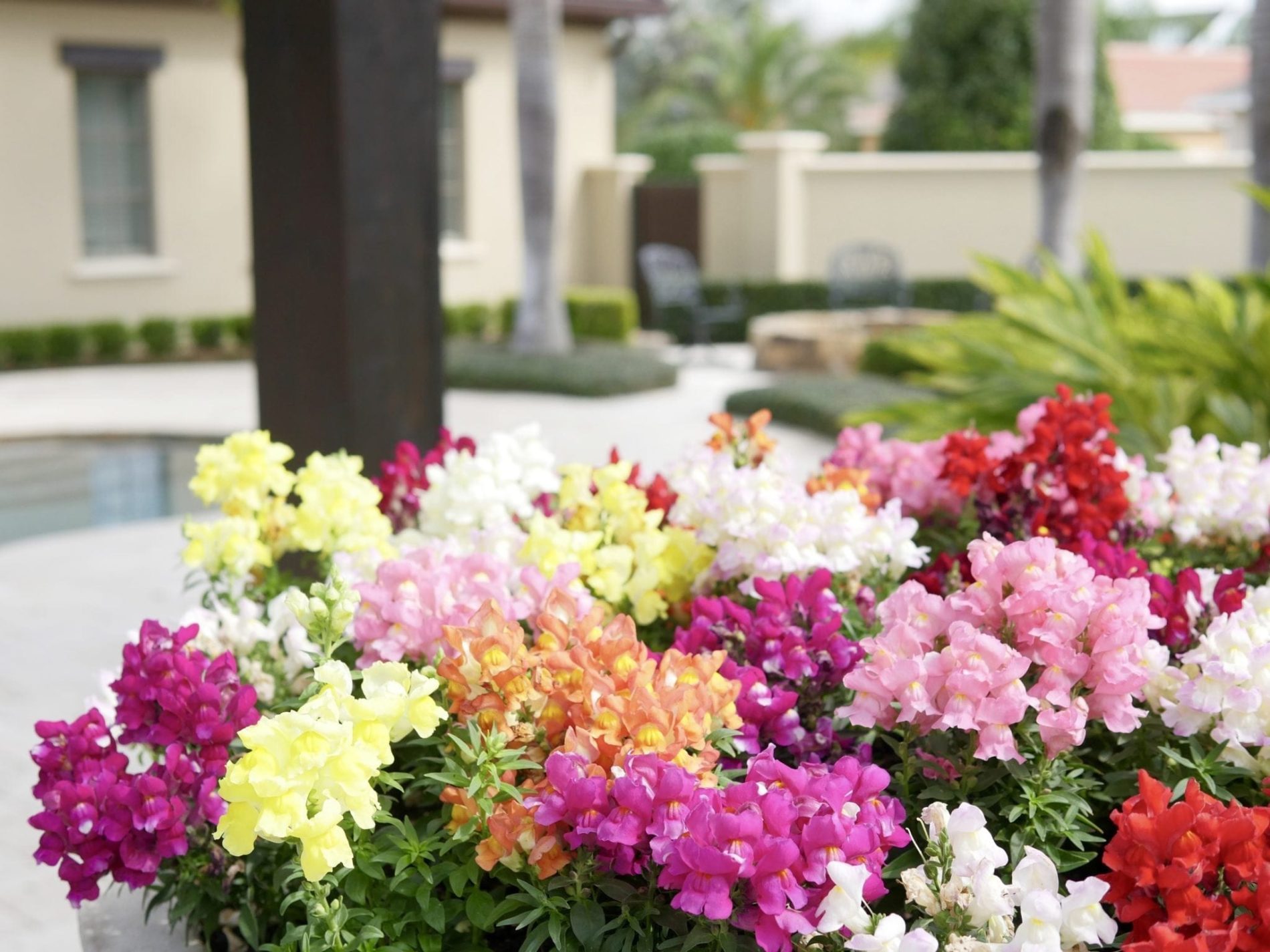 Snapdragons How to use them in Containers and as Borders