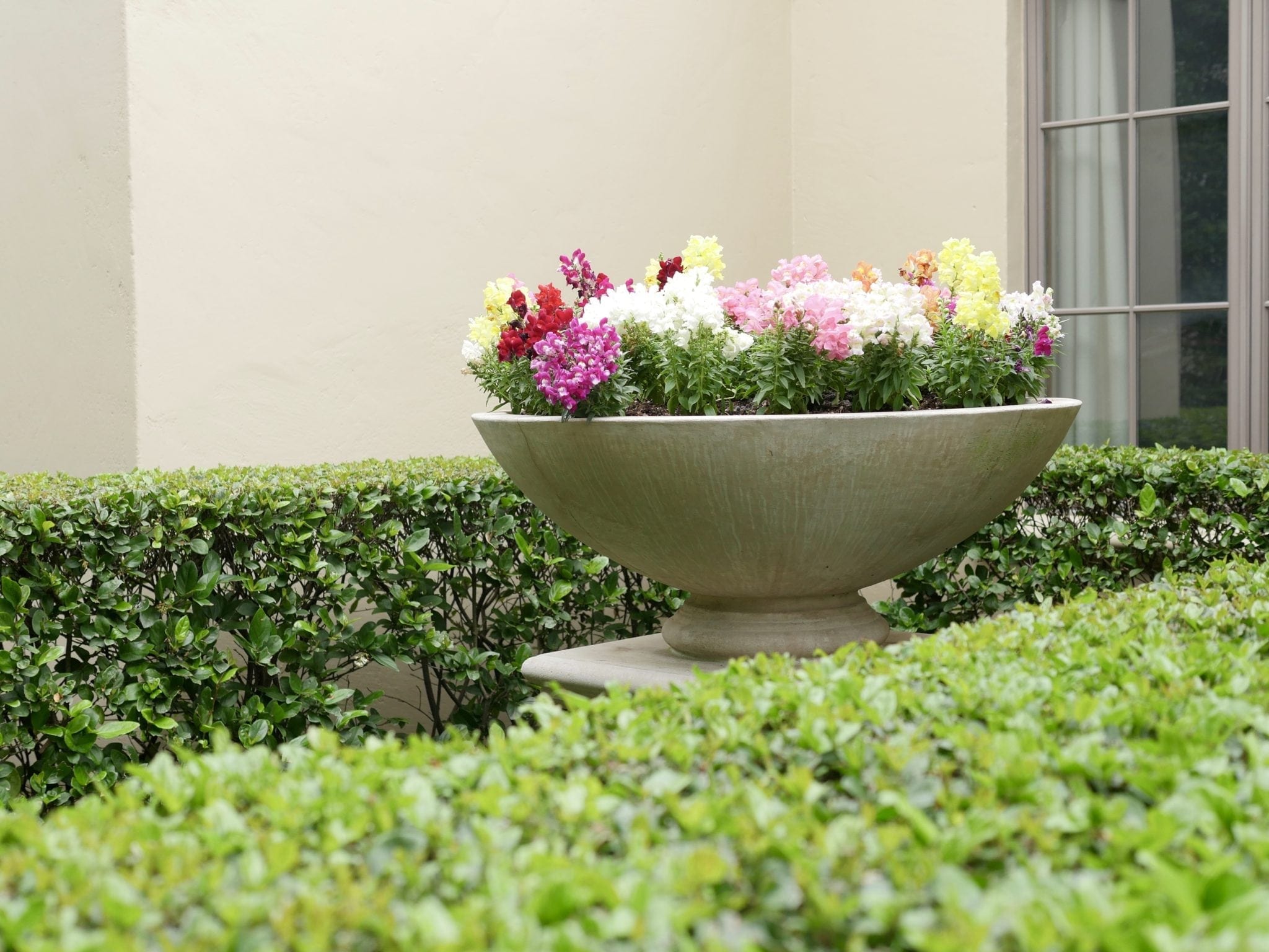 Snapdragons How To Use Them In Containers And As Borders Snapdragons How To Use Them In Containers And As Borders
