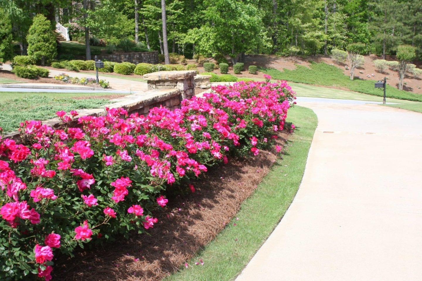 Border plants for your yard. Plants with a lot of colorful blooms.