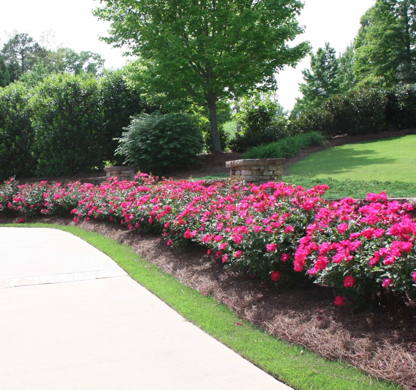 Good plants to line a driveway with.