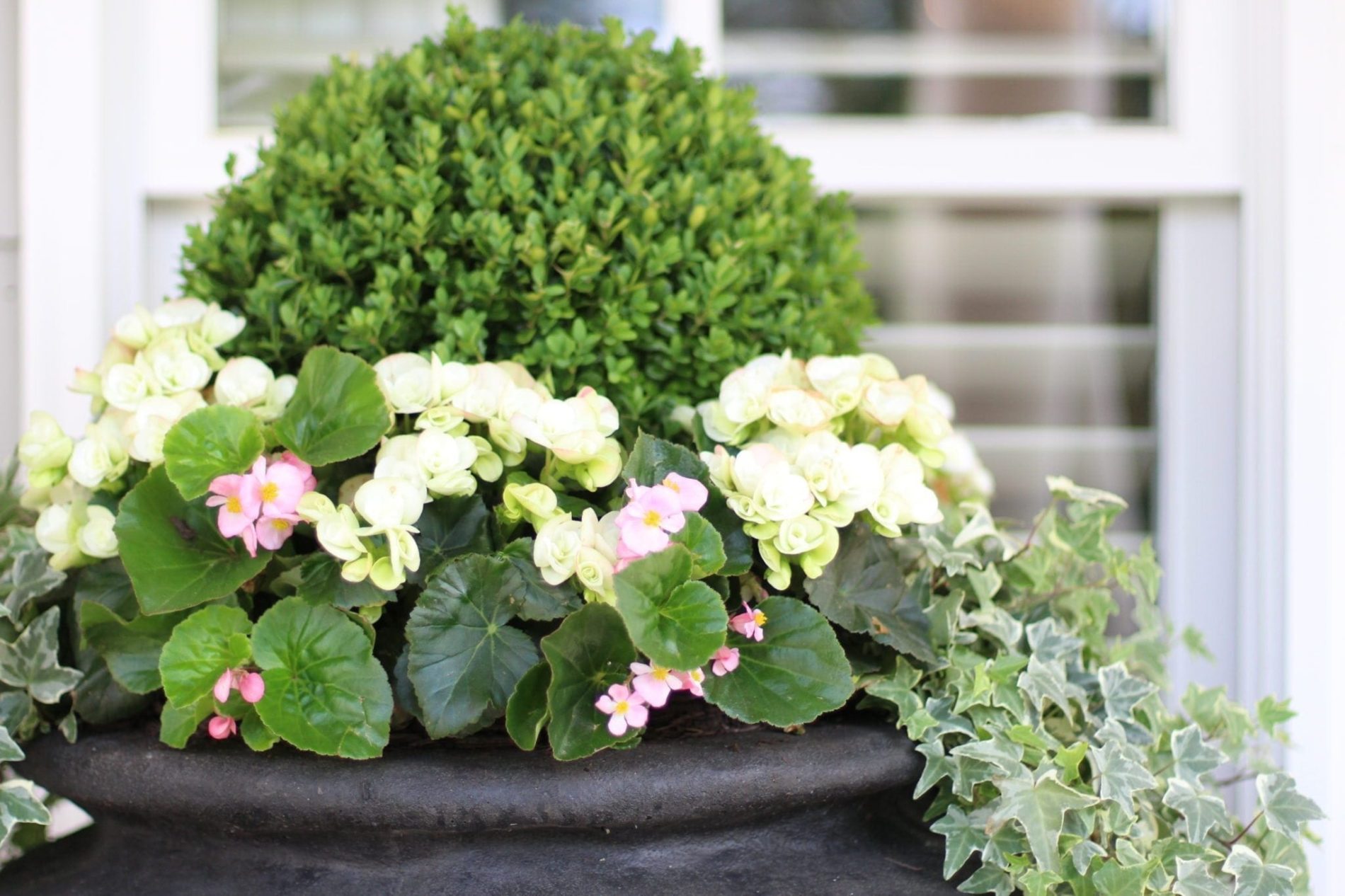 Boxwood Hedge How to grow, where to plant and Inspiration!