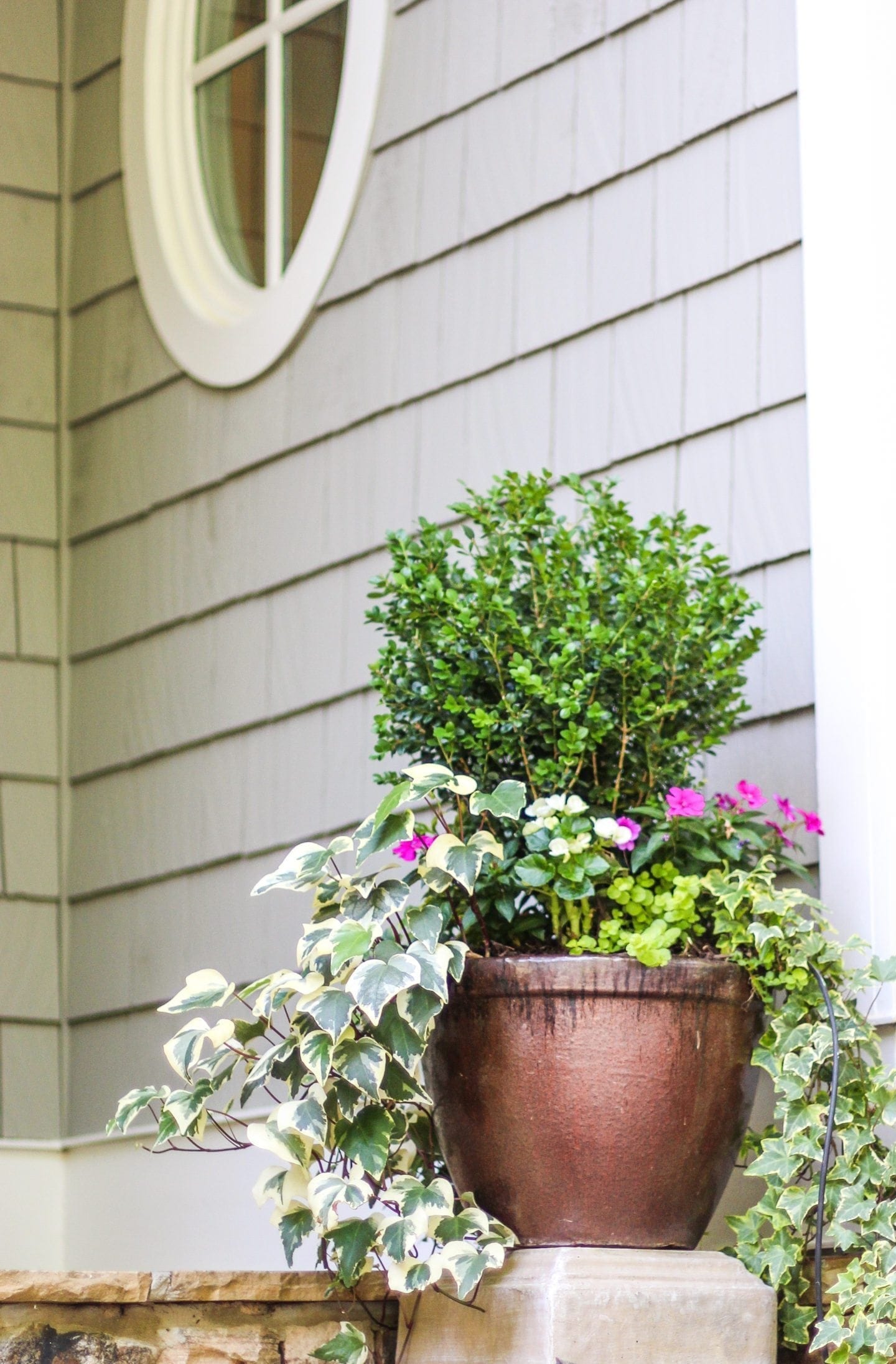 Boxwood Hedge How to grow, where to plant and Inspiration!