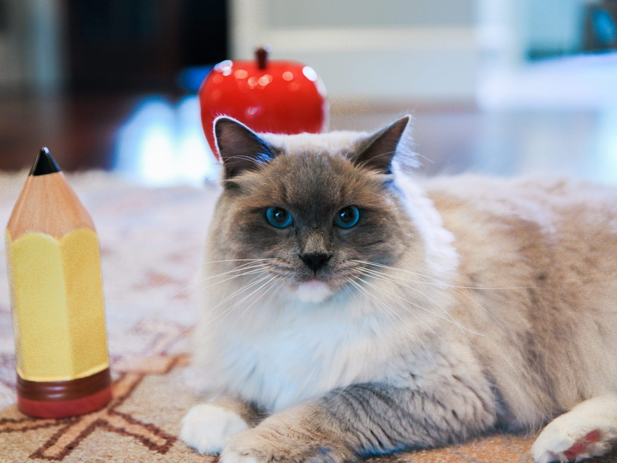 Rag doll Blue point cat.