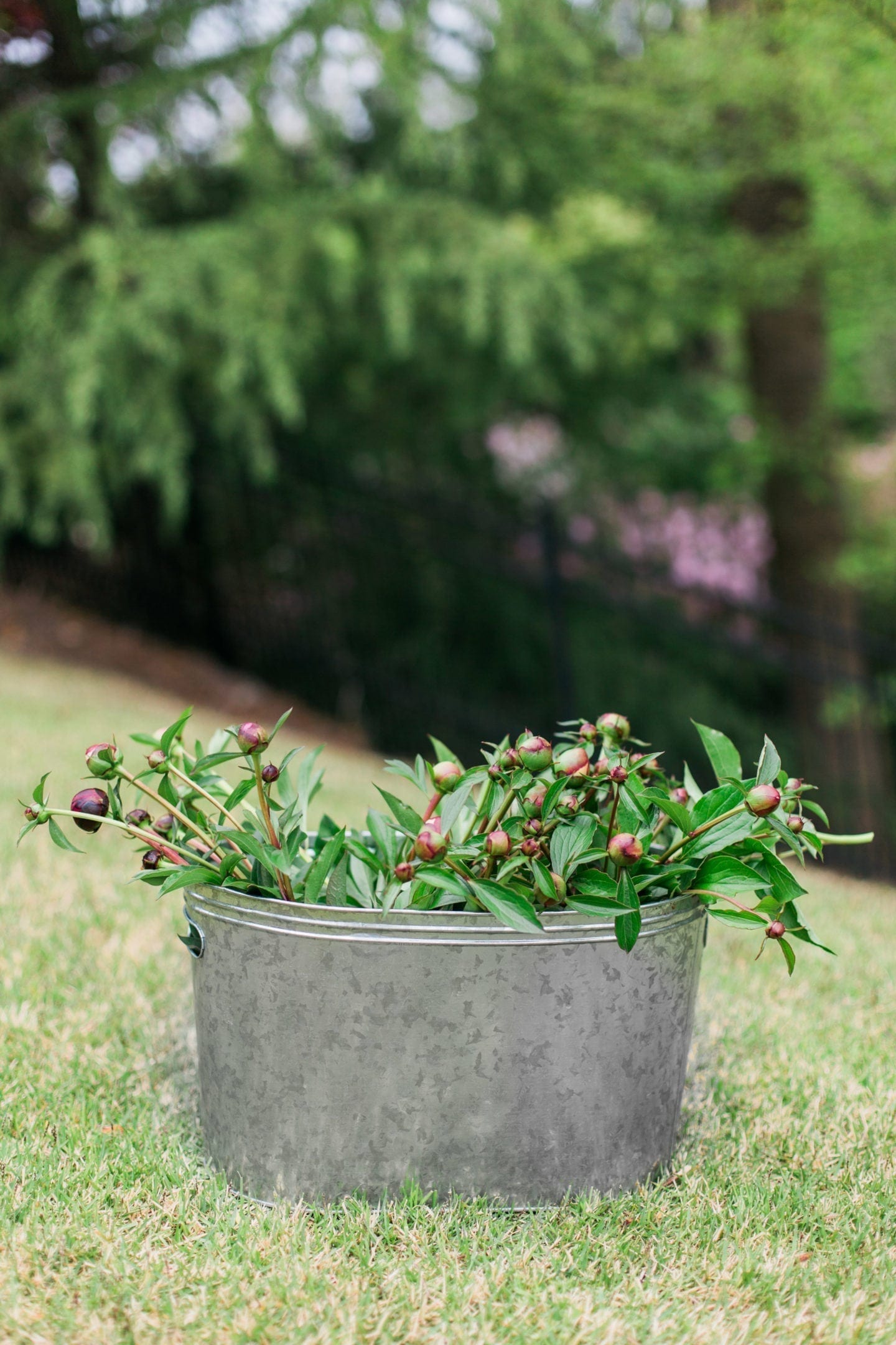 How to cut peony flowers and what not to do.