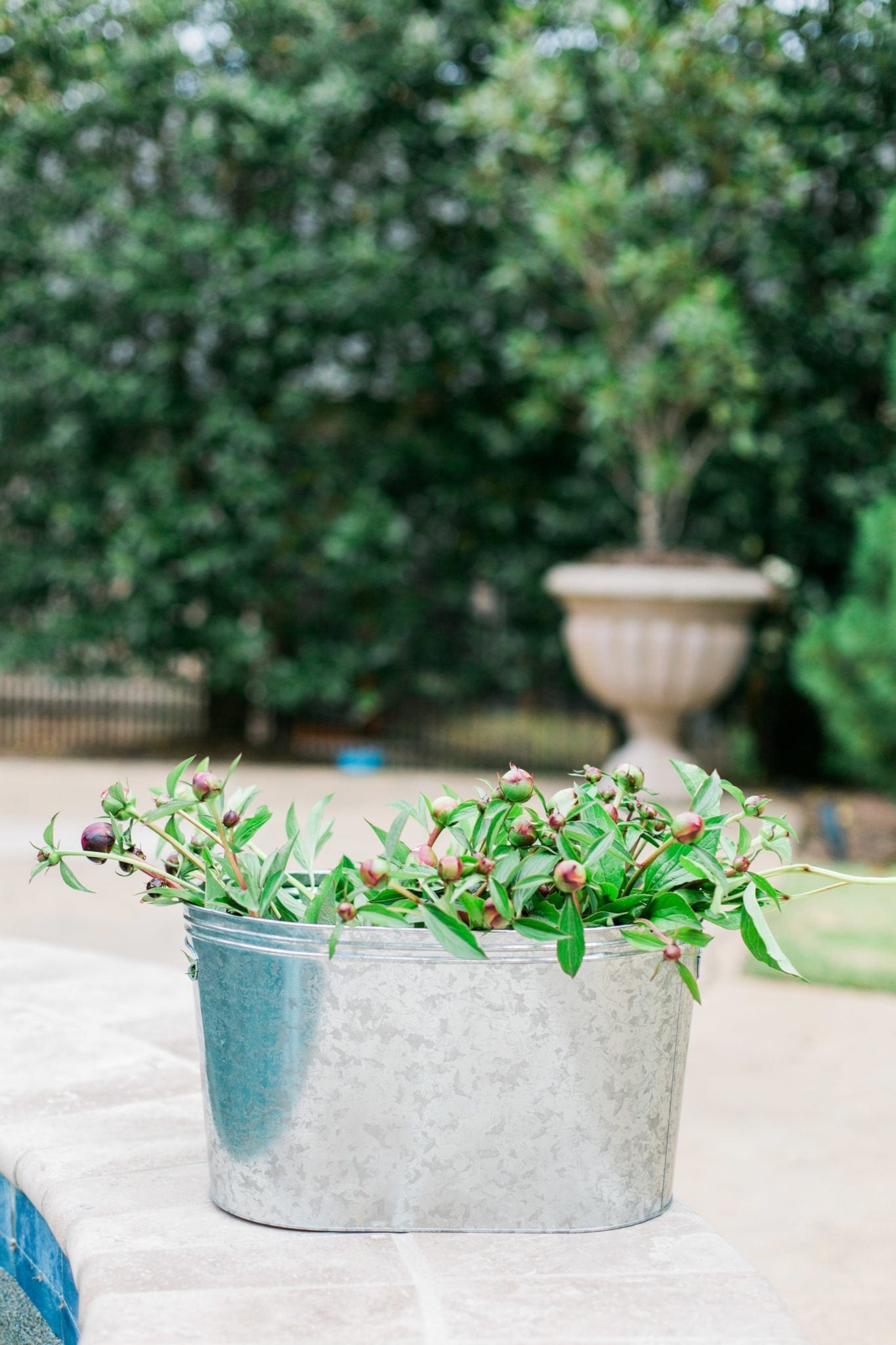 Caring for peony bushes