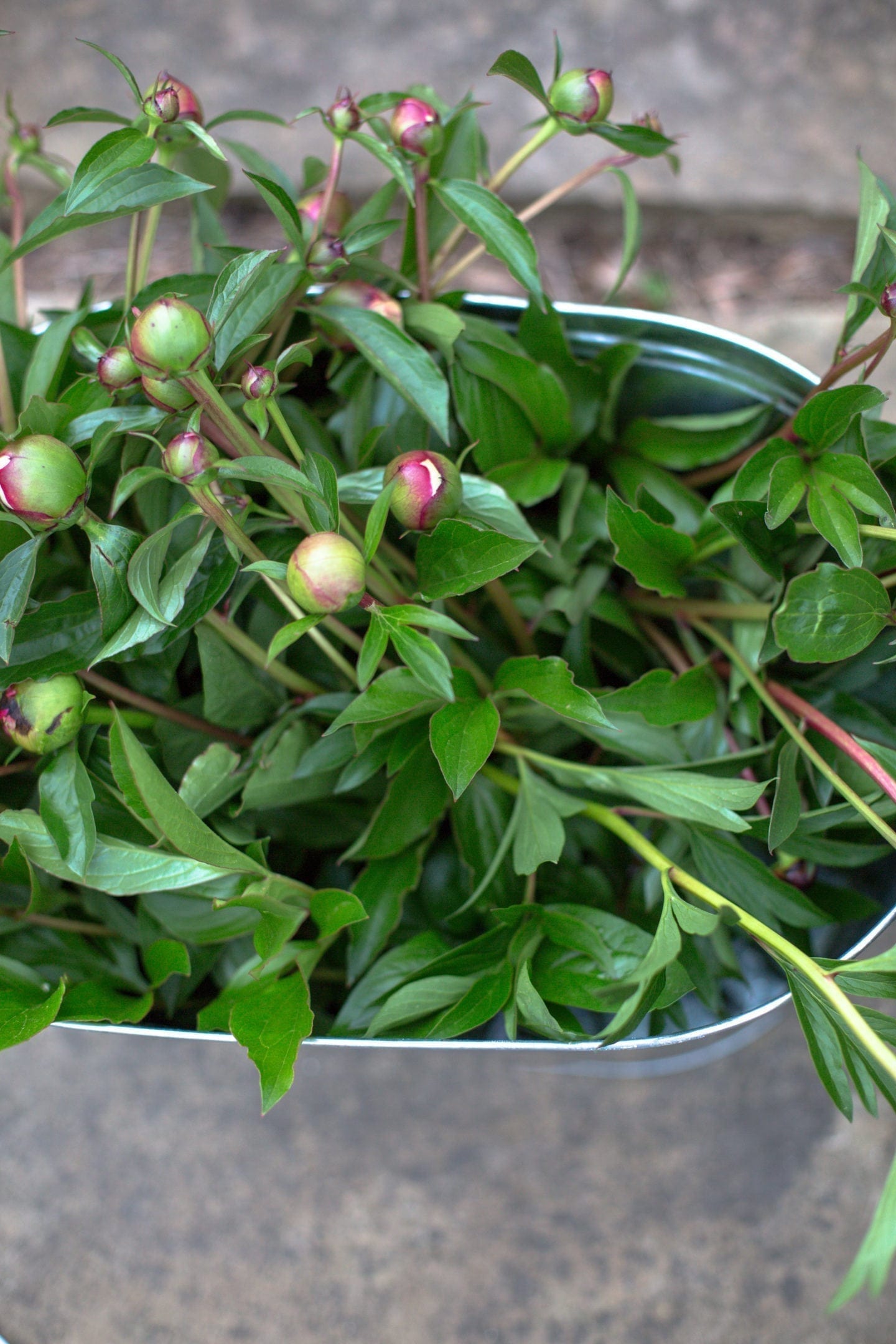 When to cut peonies.