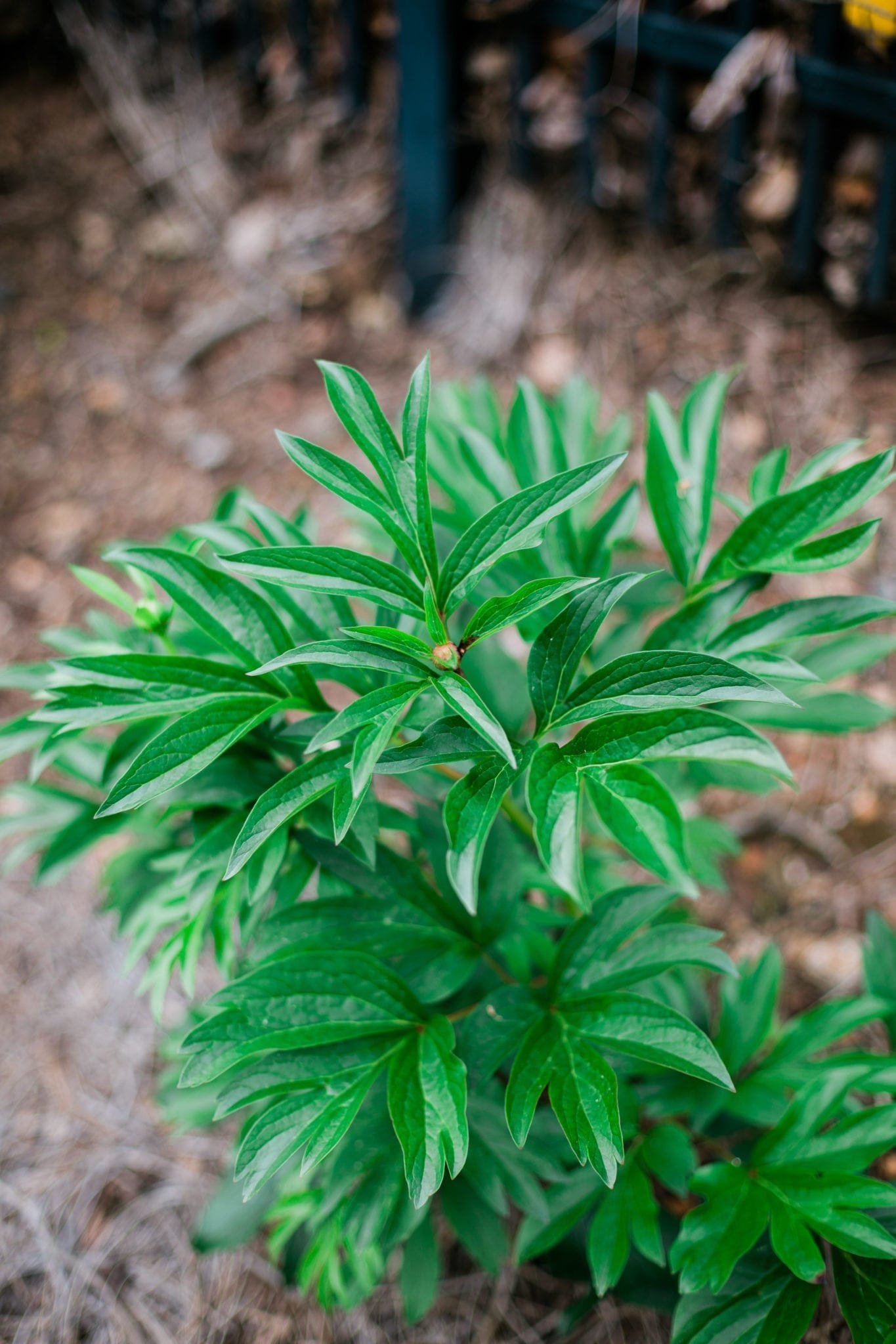When to cut back peonies after blooming.