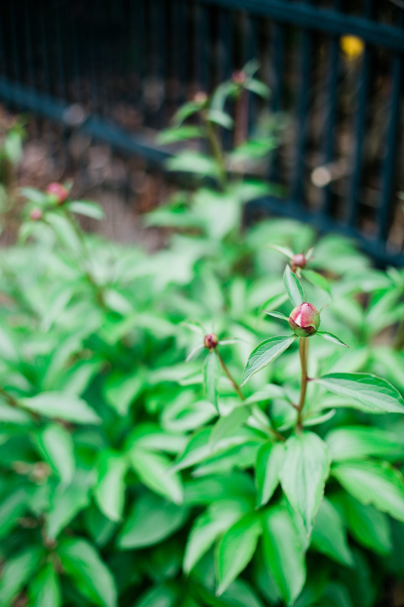 What not to do with peonies.