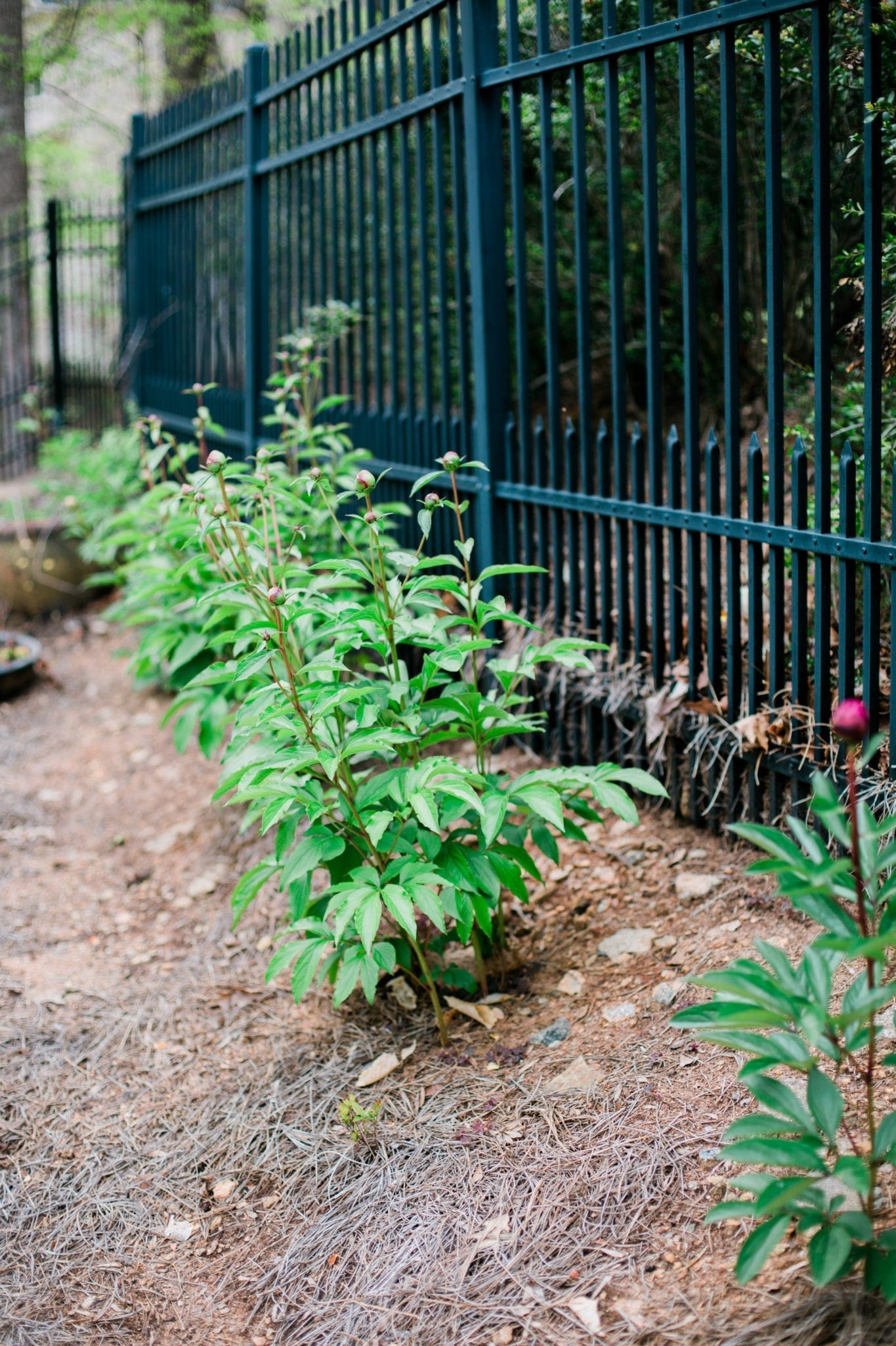 How to grow peony bushes