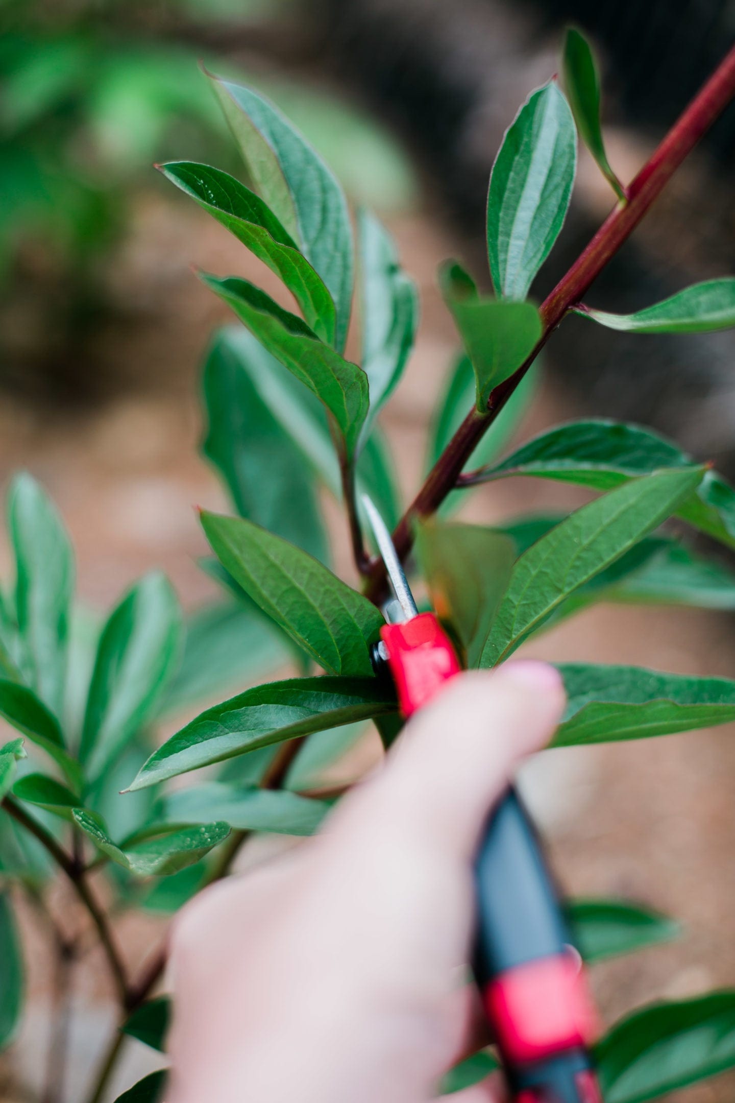 Where to cut peony