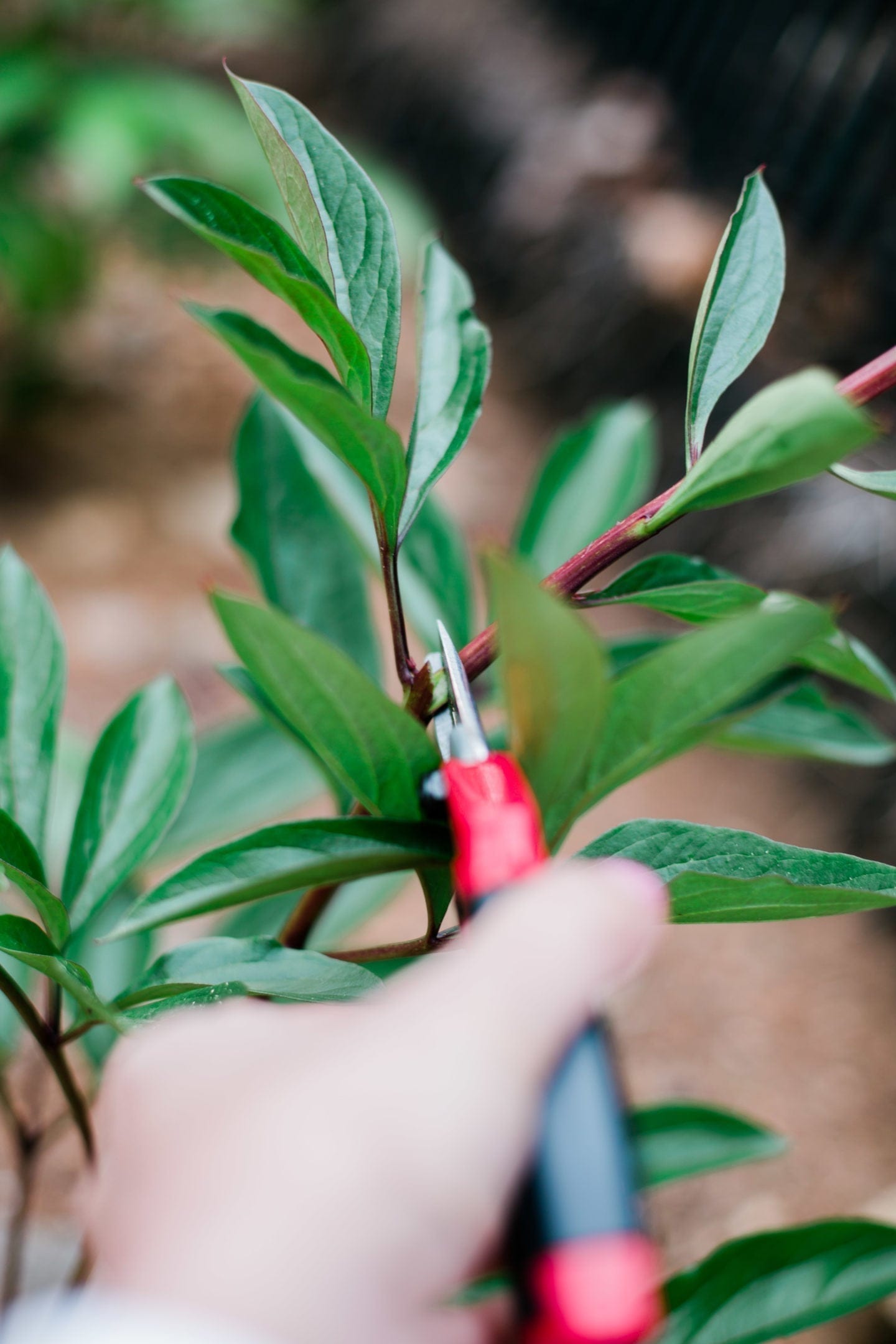 How to cut peonies.