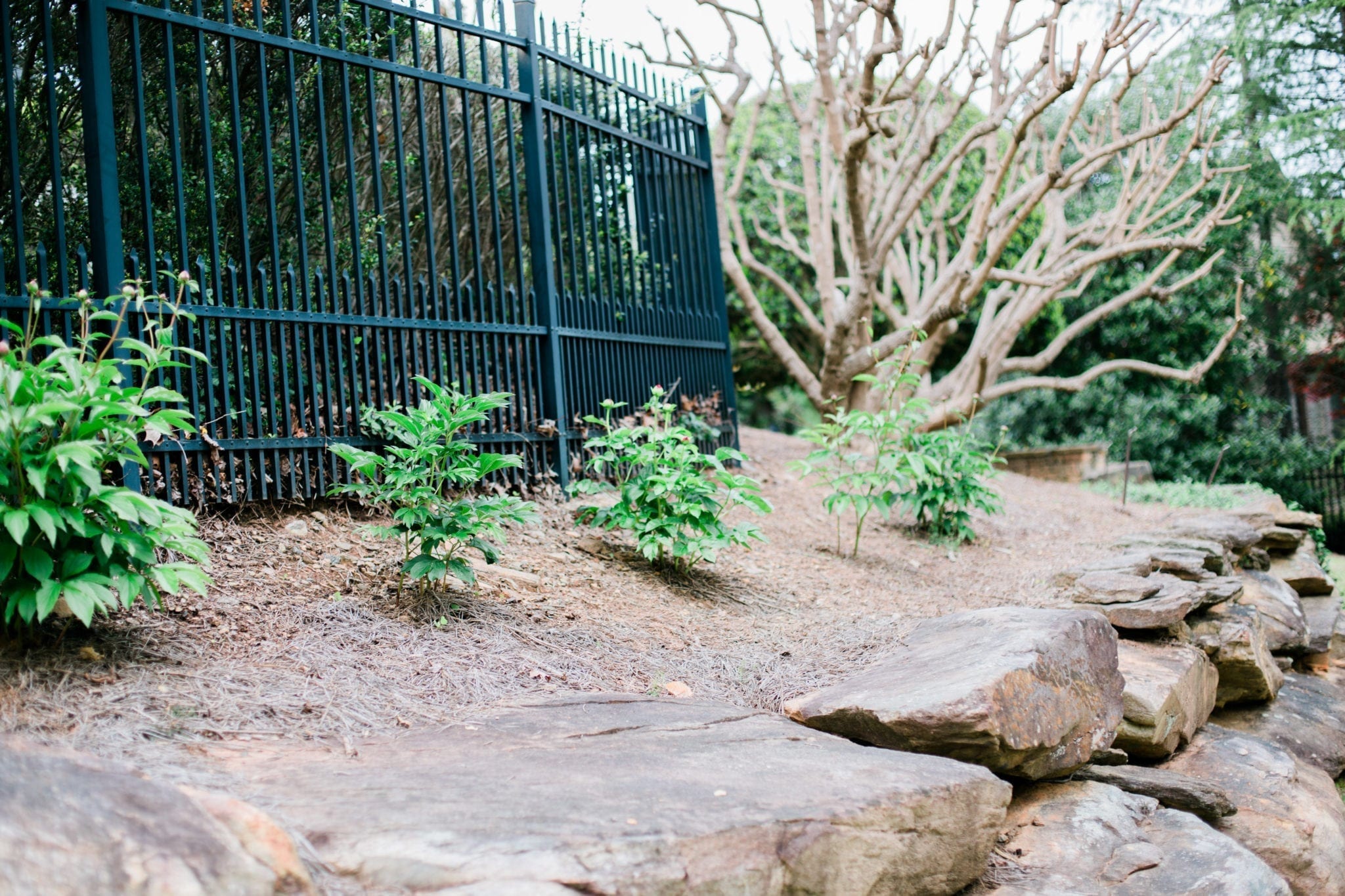 Peony bushes in full sun in Atlanta.