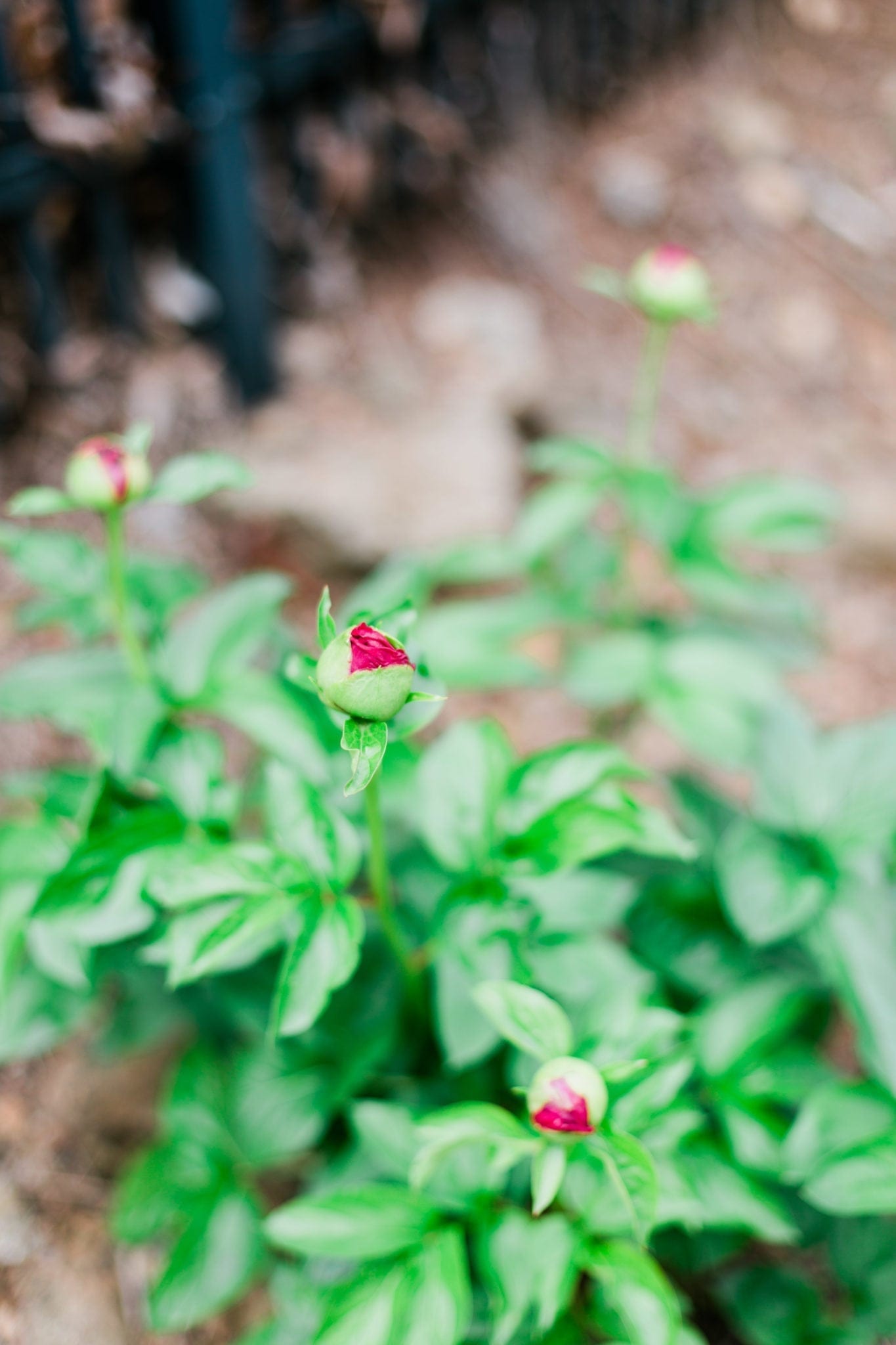 Growing peony bushes.