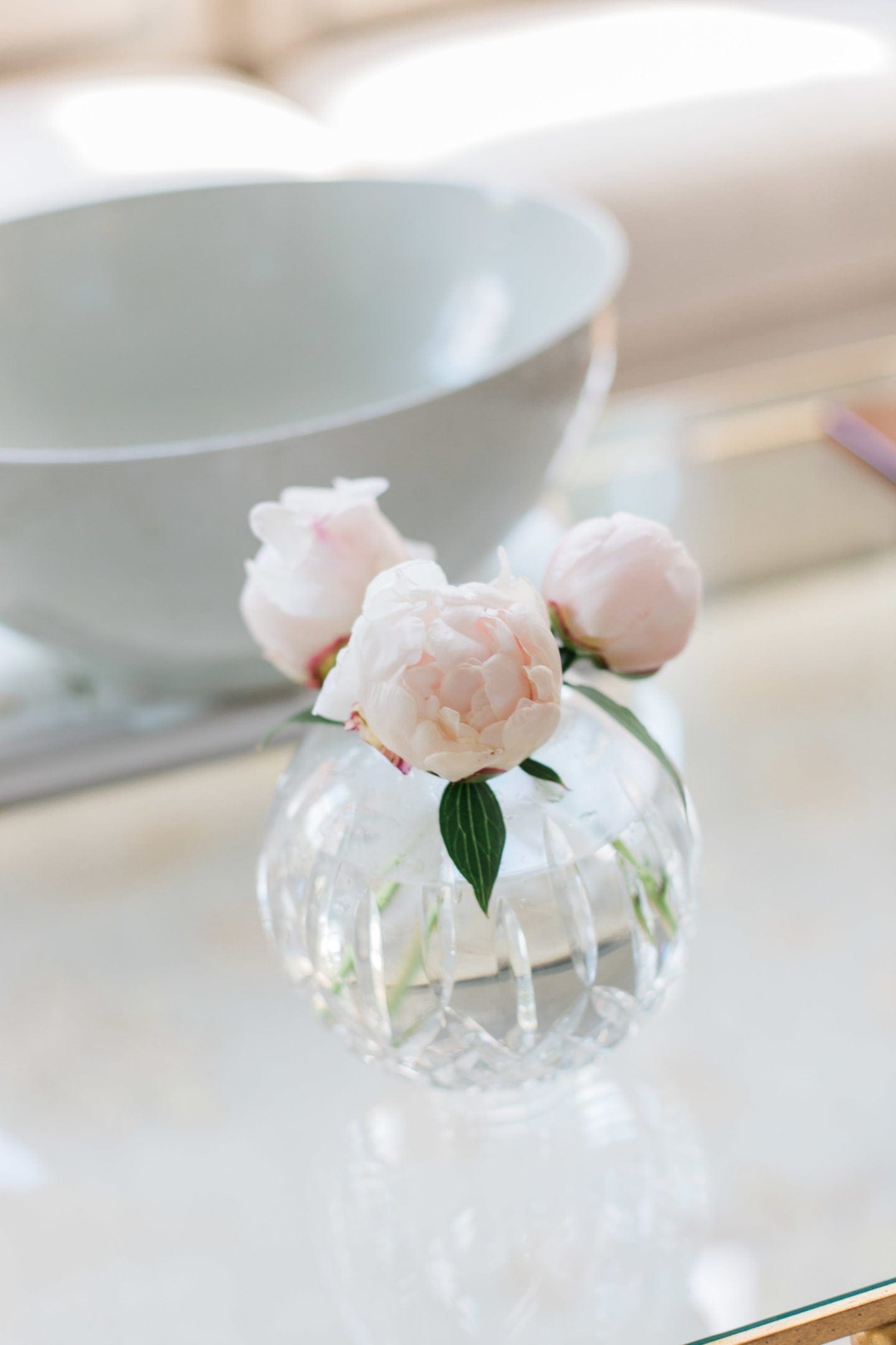 Information on when to cut peonies for arrangements. Learn what not to do with peony bushes and know when to cut peony blooms.