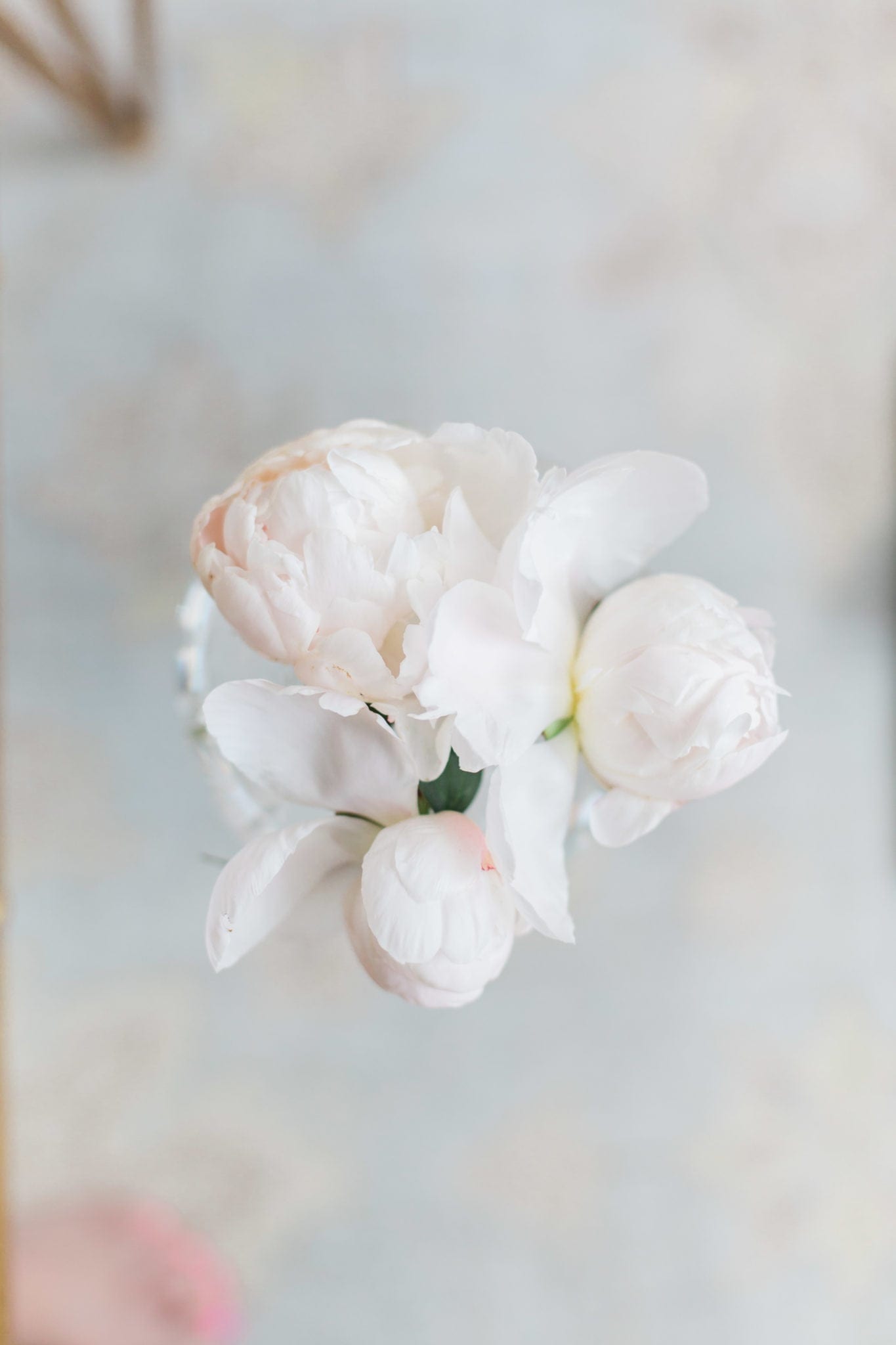 When to cut peony blooms and tricks for growing peonies.