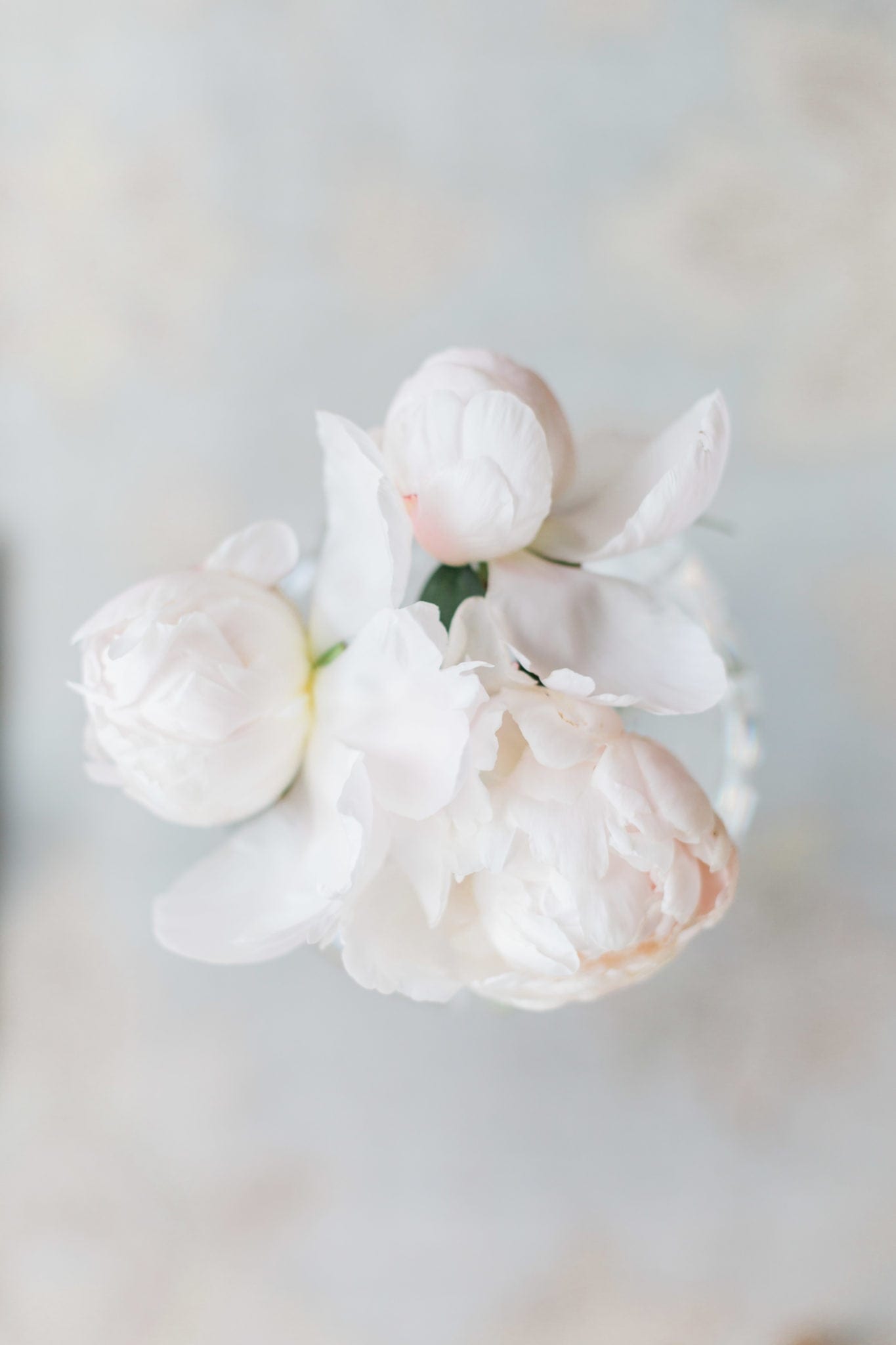 Soft pink peony petals.