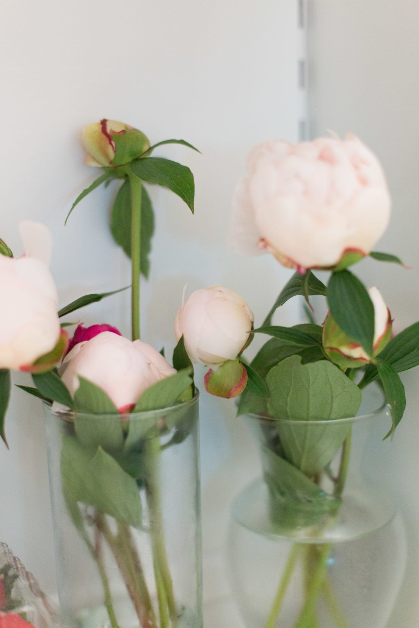 How long do Peonies Bloom and can you store them? YES! bluegraygal