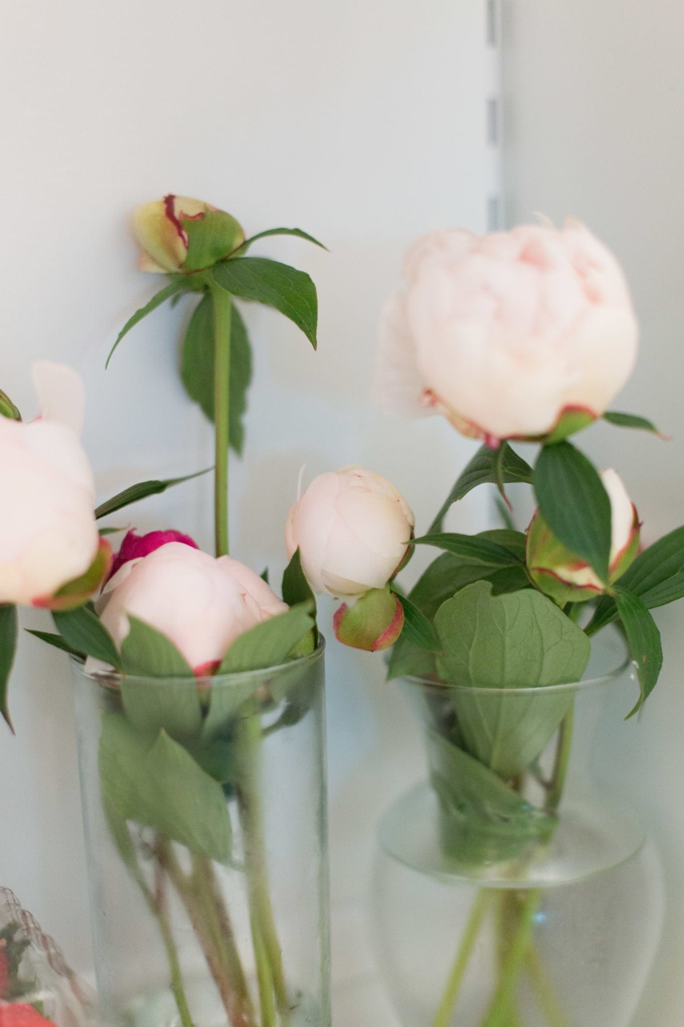 Storing peonies to bloom at a later date. Everything you need to know about how to keep peonies for months in your refrigerator.