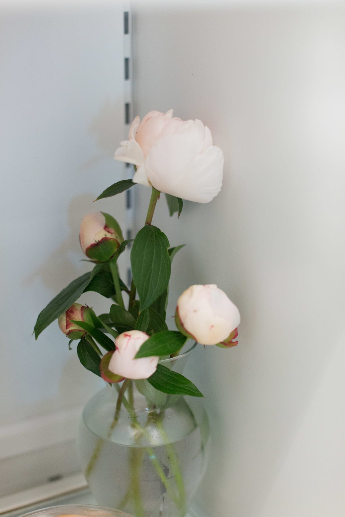 When do peonies bloom and how to cut them.