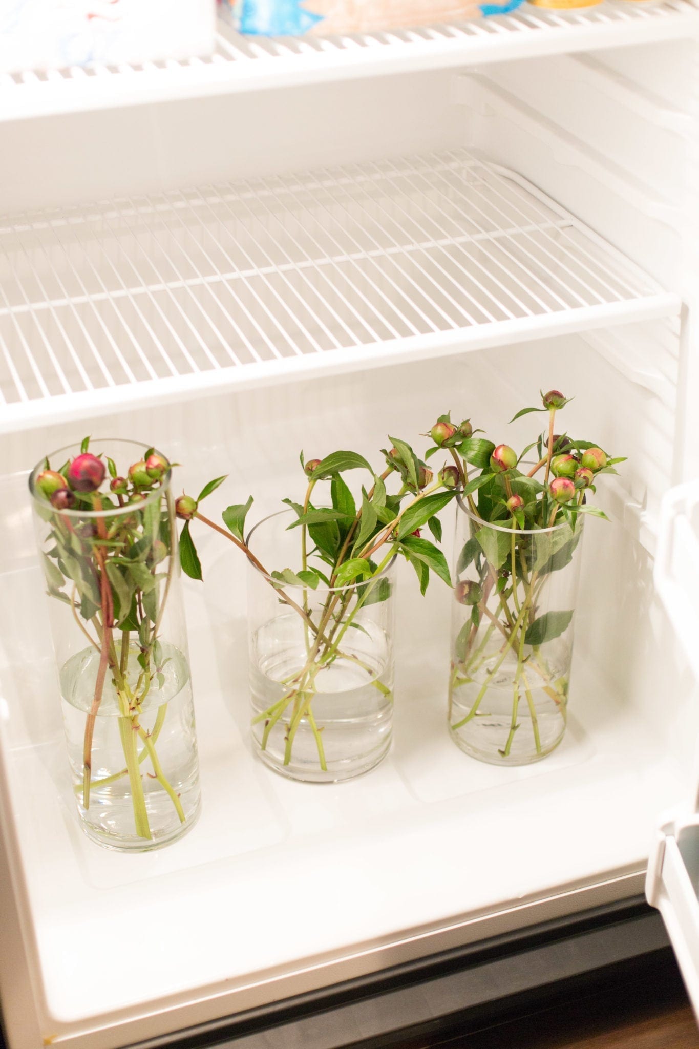 How to store peonies. Keeping peony blooms for flower arrangements.