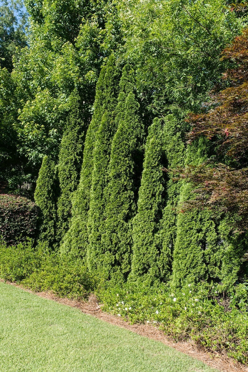 Group of arborvitae trees and various size.