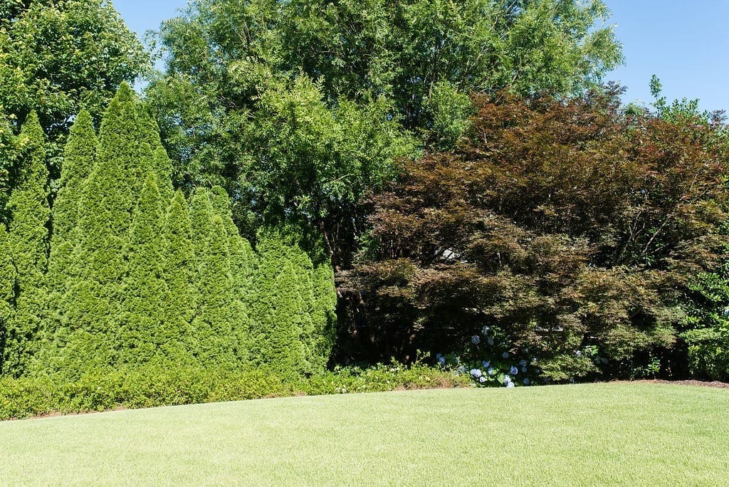 arborvitae trees used as border trees.
