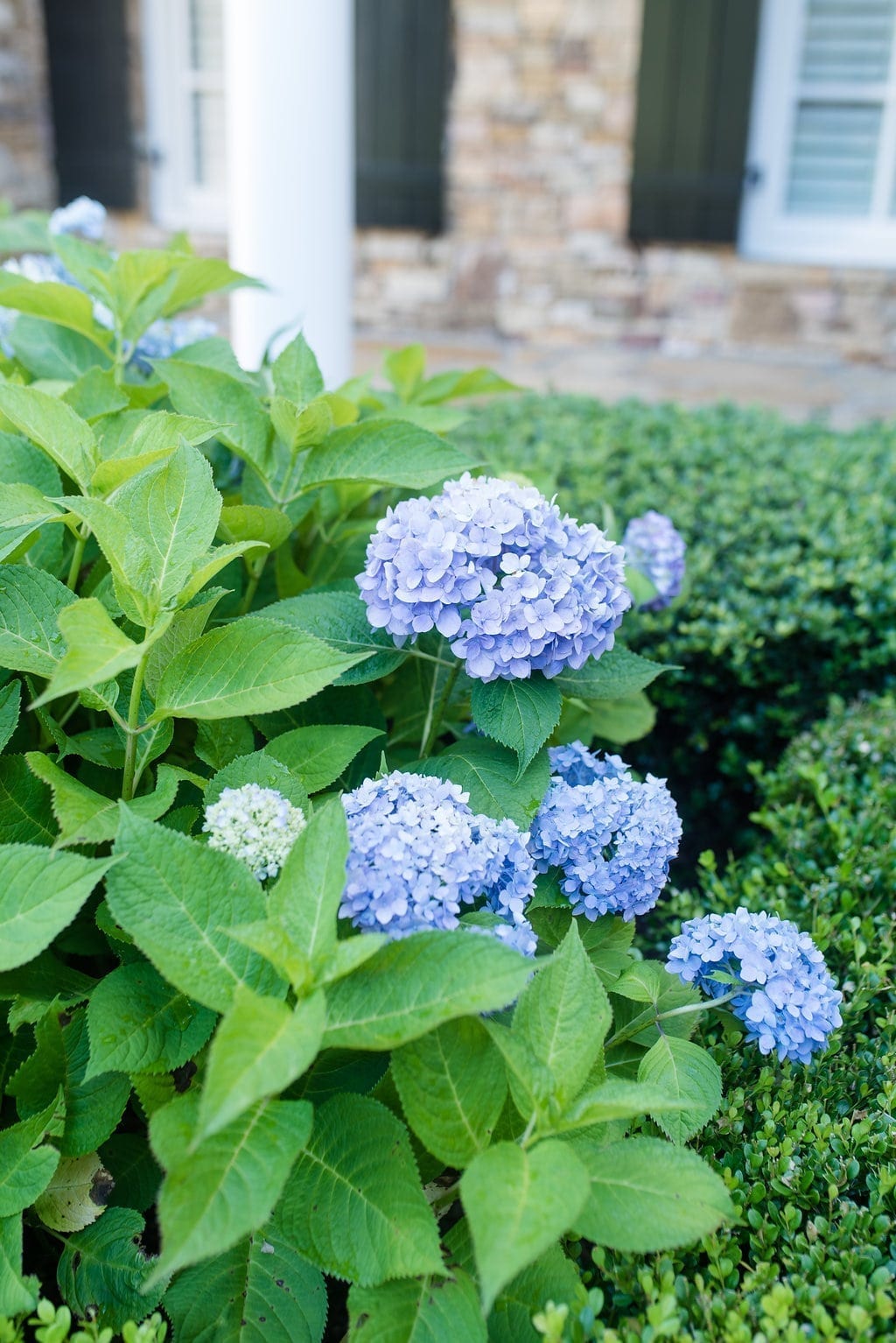 Where to plant Hydrangea in Atlanta, Georgia.