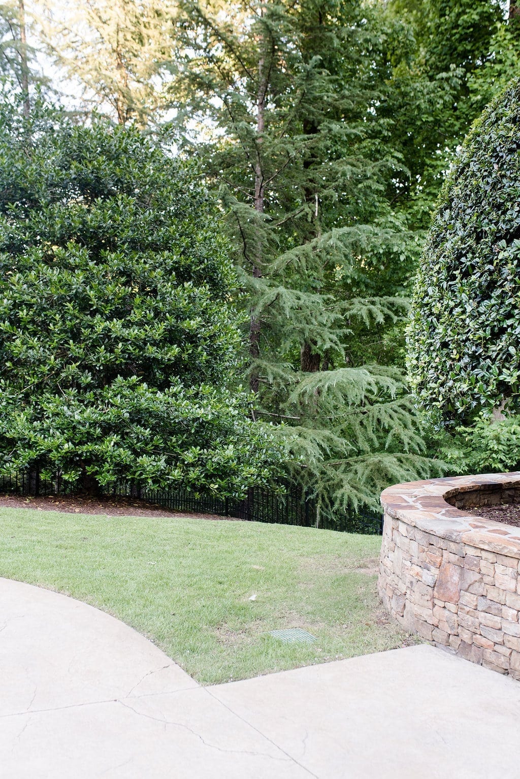 Using holly trees for yard privacy and backyard screening.