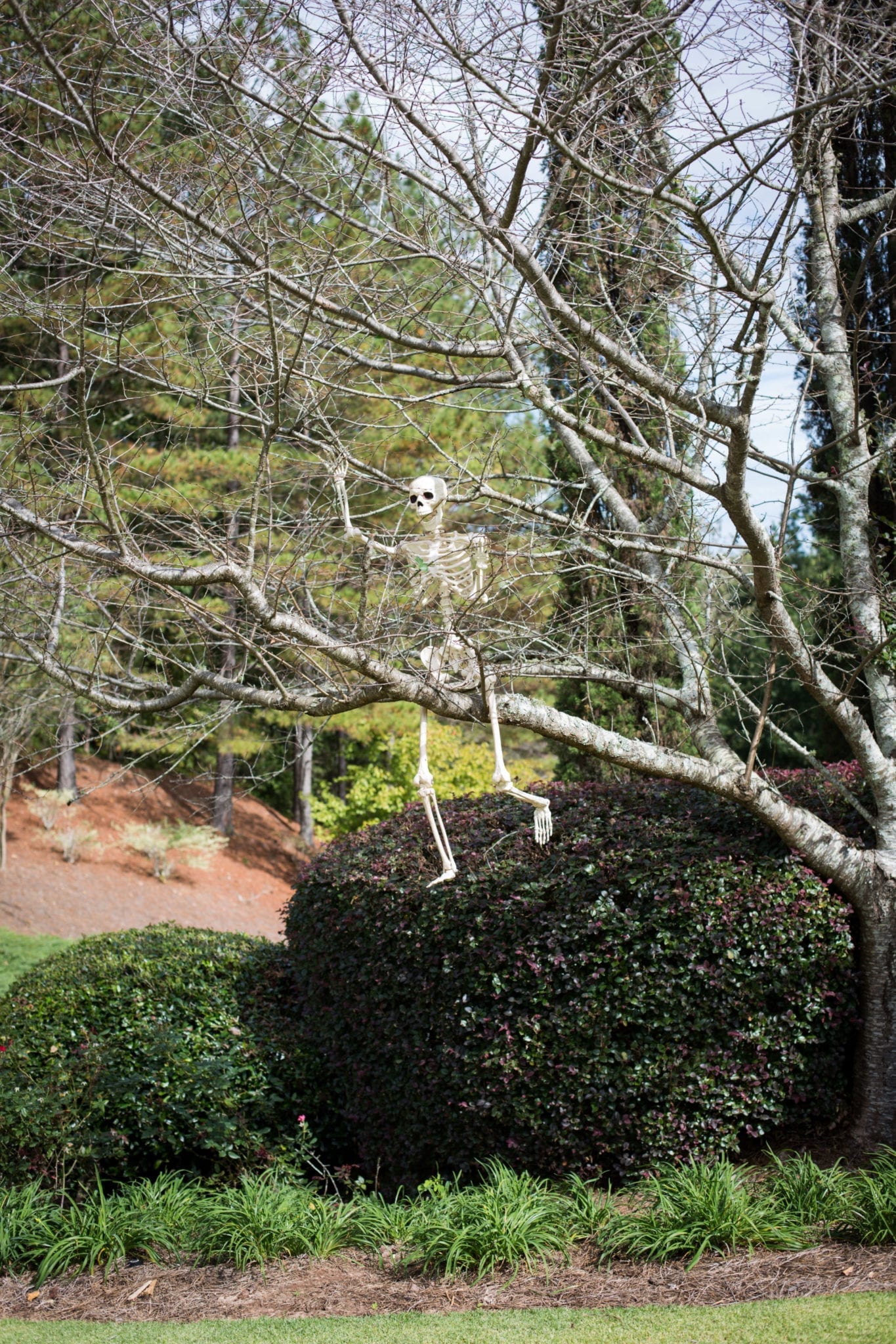 Outdoor Skeleton climbing tree.
