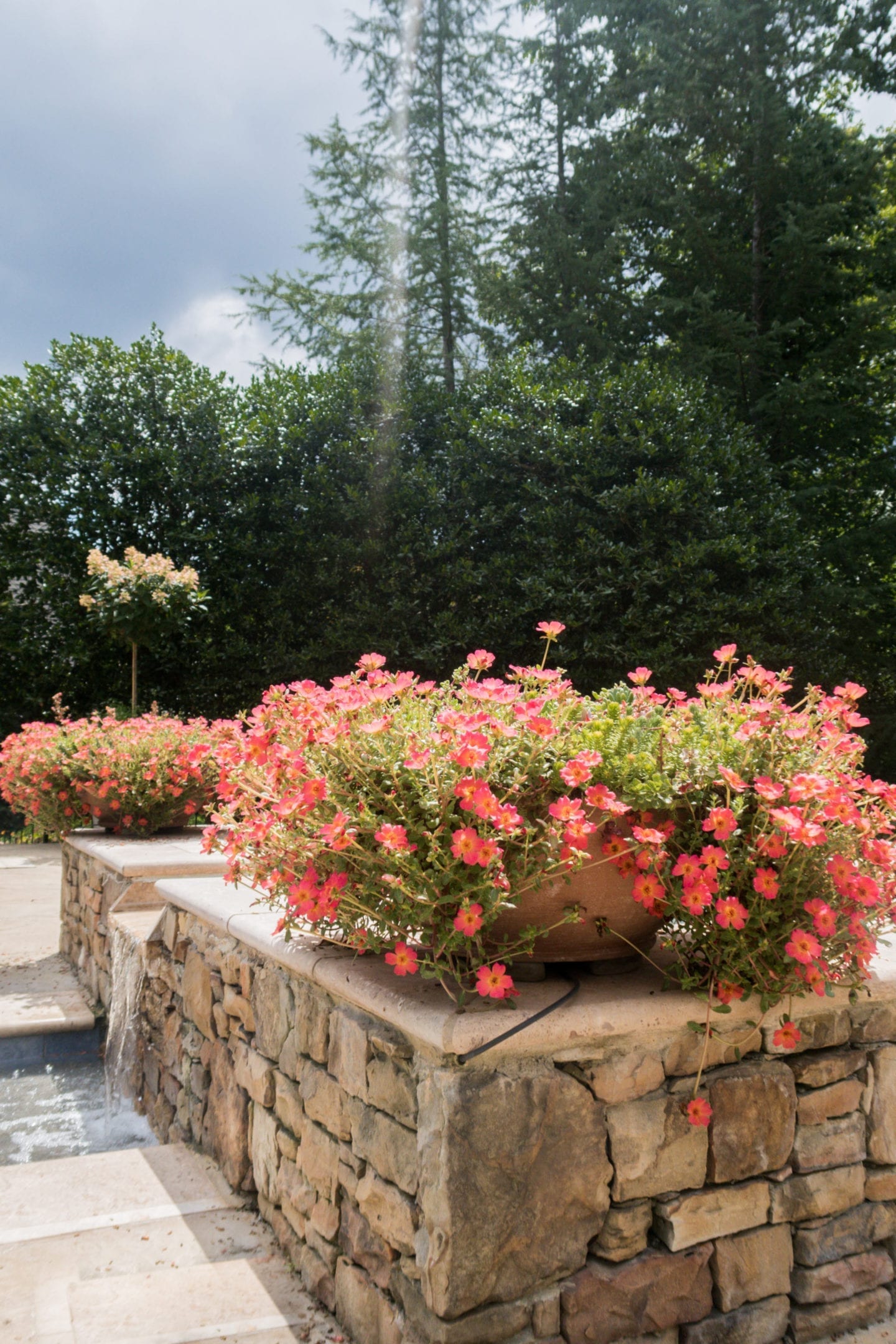 Succulent container garden pictures. Container planters for by the pool.