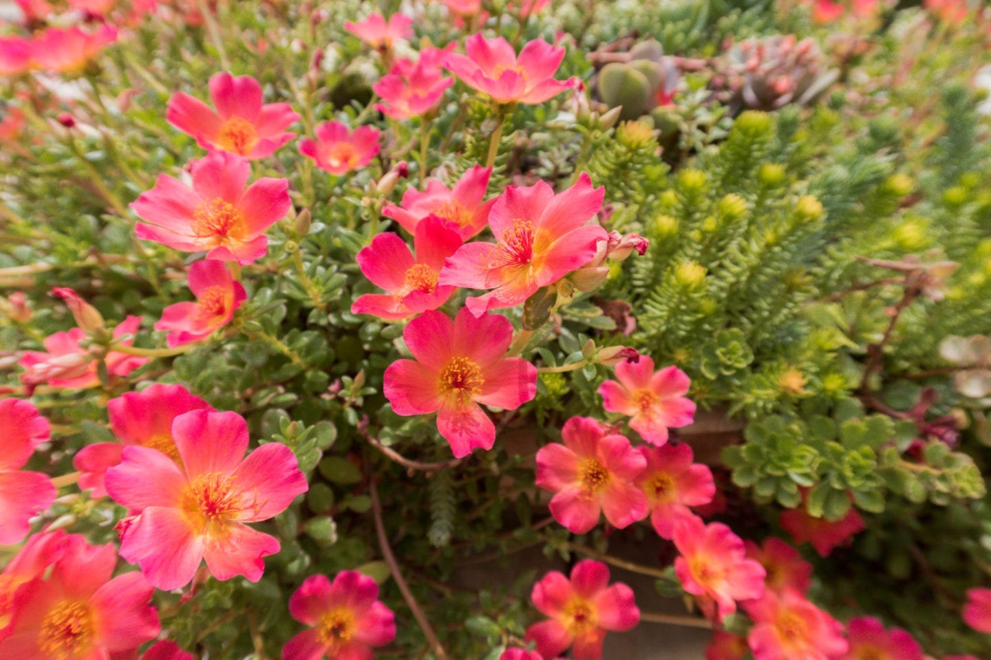 Drought tolerant container planters for high heat areas.