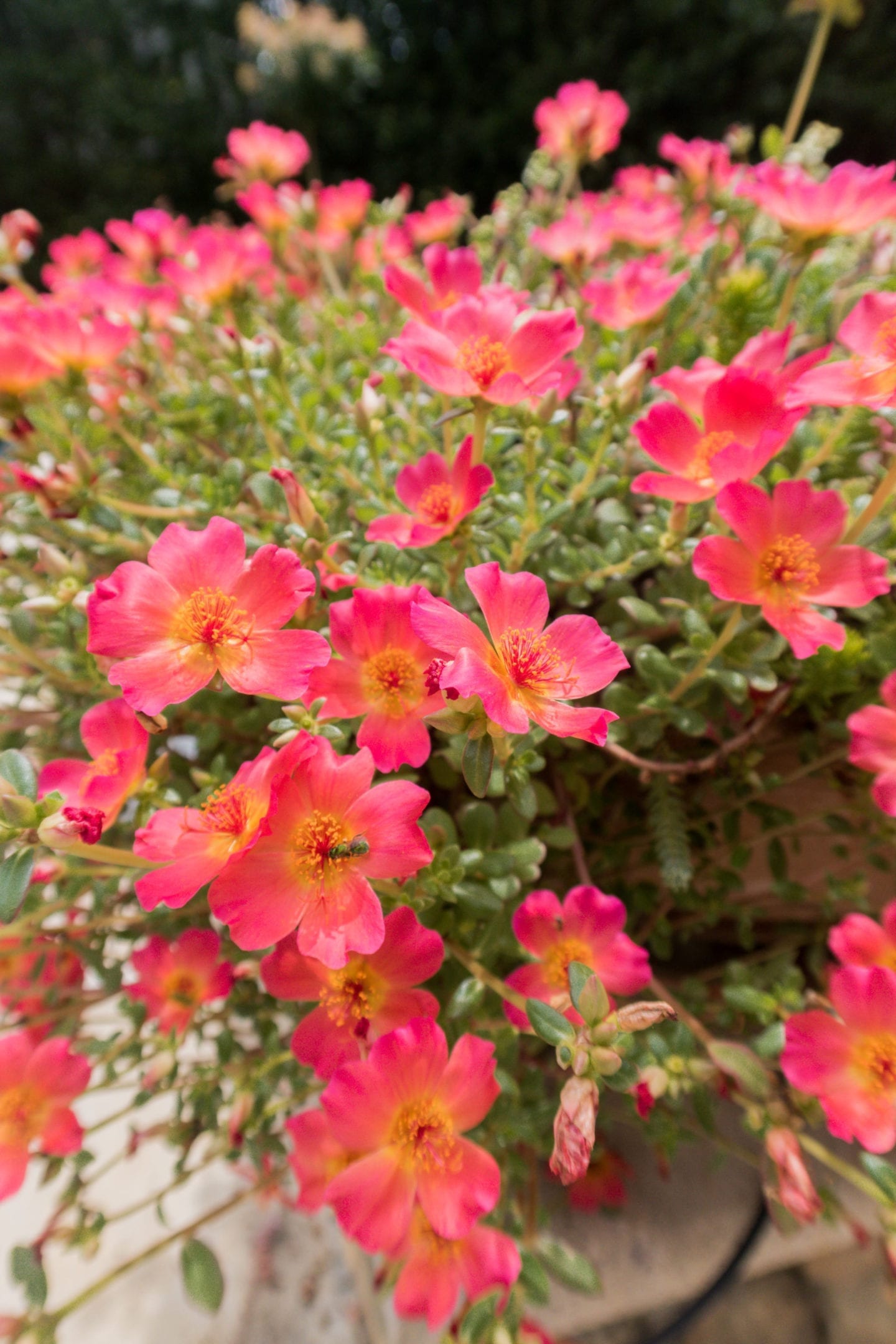 Flowering Succulents full of color that don't require much water or care at all. Drought tolerant container planters.