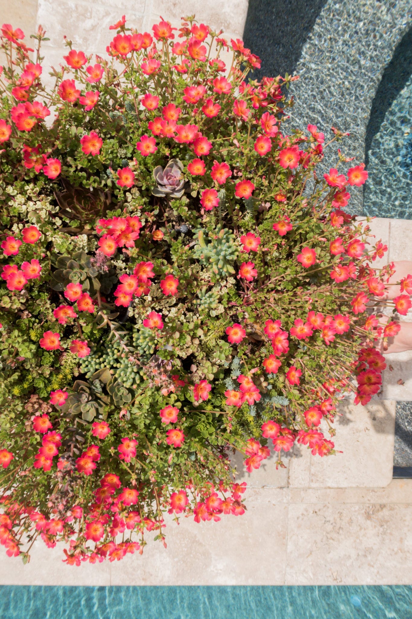Flowering succulents in terra cotta planter. Outdoor spa flower containers.