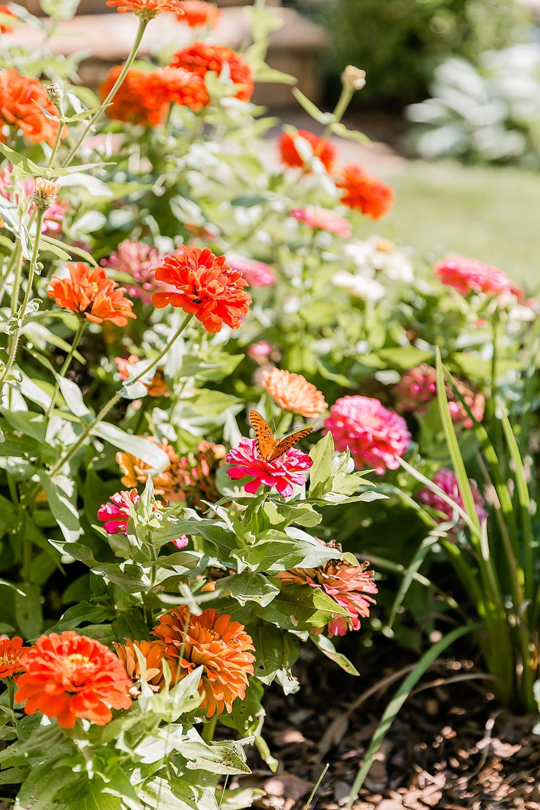 Zinnia Garden with butterfly. Atlanta summer garden full of color!