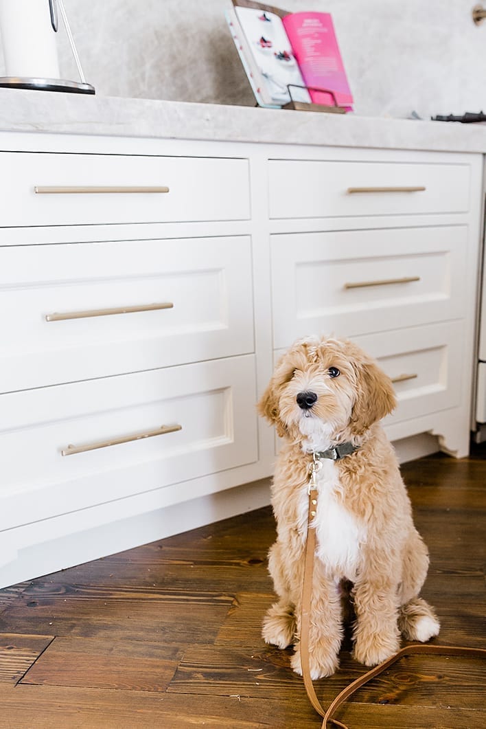 Gold hardware with GoldenDoodle puppy. Benjamin Moore White Dove kitchen cabinets.