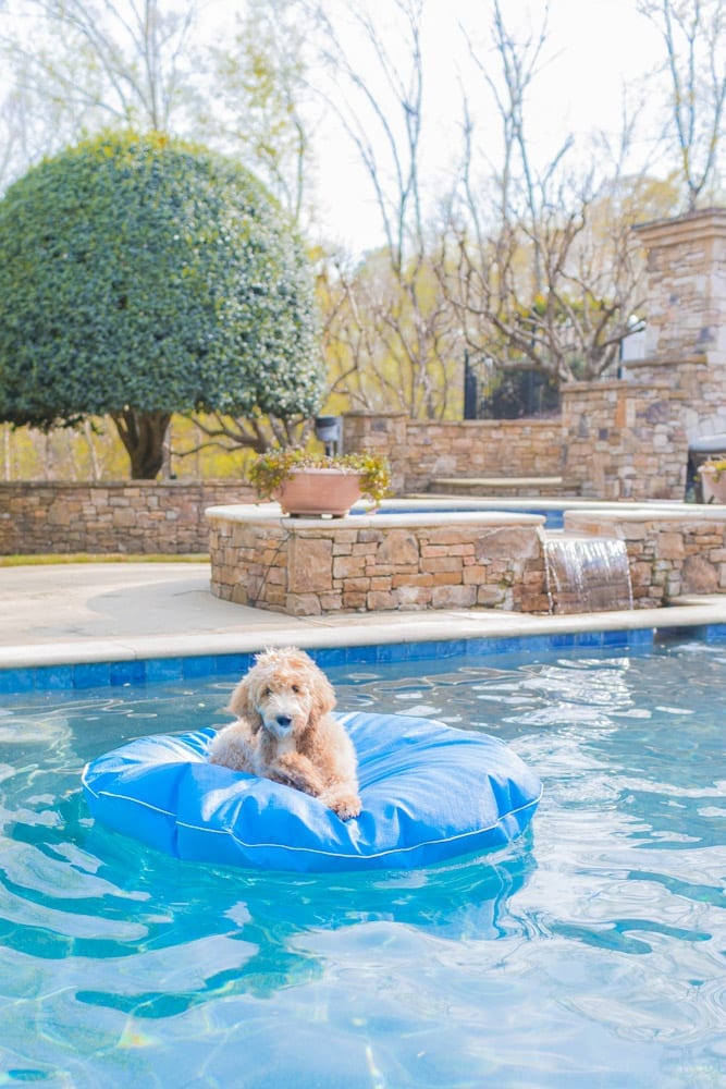 Golden Doodle, Ollie, on a Frontgate pool float designed especially for dogs! This dog pool float is a size large and perfect for a 30-40 pound dog!