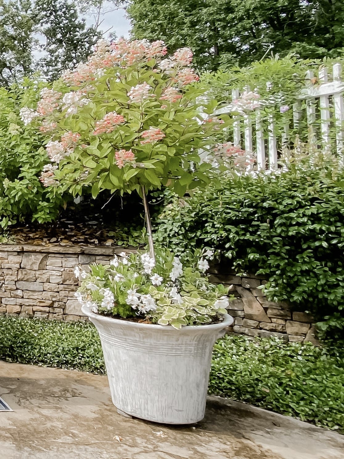 Strawberry Vanilla Tree form Hydrangea filled with white Mandeville and ferns in Atlanta home surrounded by a white cedar fence.