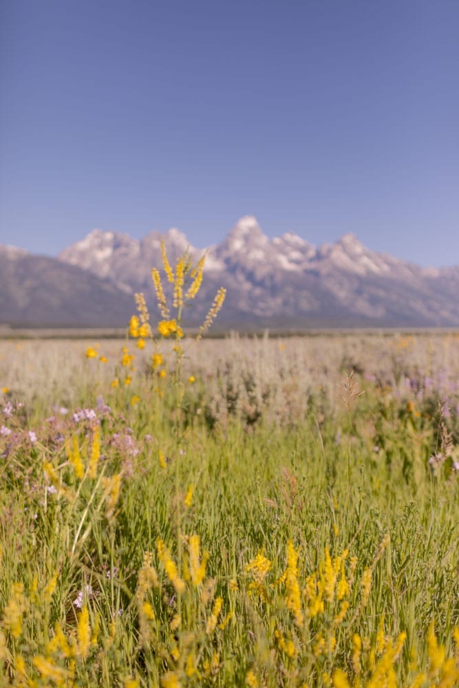 Our family of five just got back from Jackson Hole. We all voted and here are our 5 top things to do in Grand Teton. Among them are the Snake River Rafting, Phelps Lake (one of the best hikes in Grand Teton), seeing Jenny Lake Grand Teton & more!